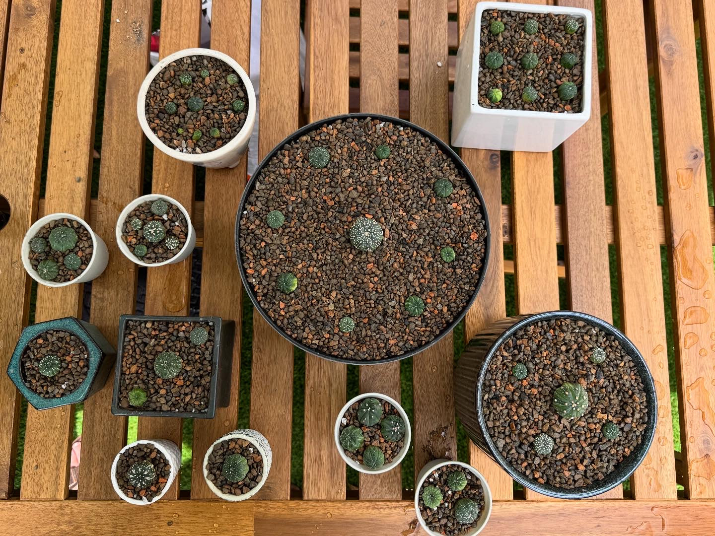Cactus & Succulent Soil Mix