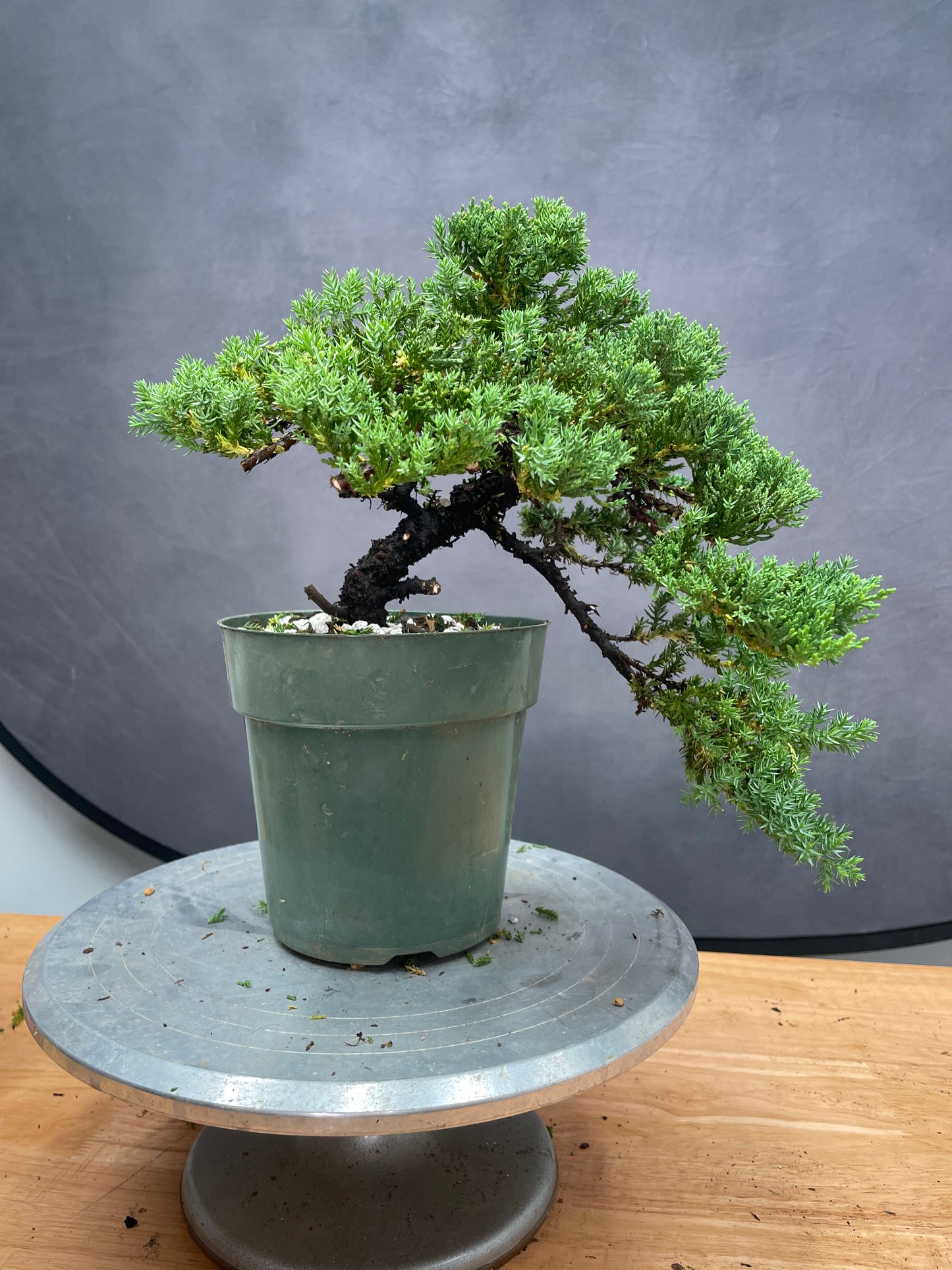 Juniper (Auction 47)