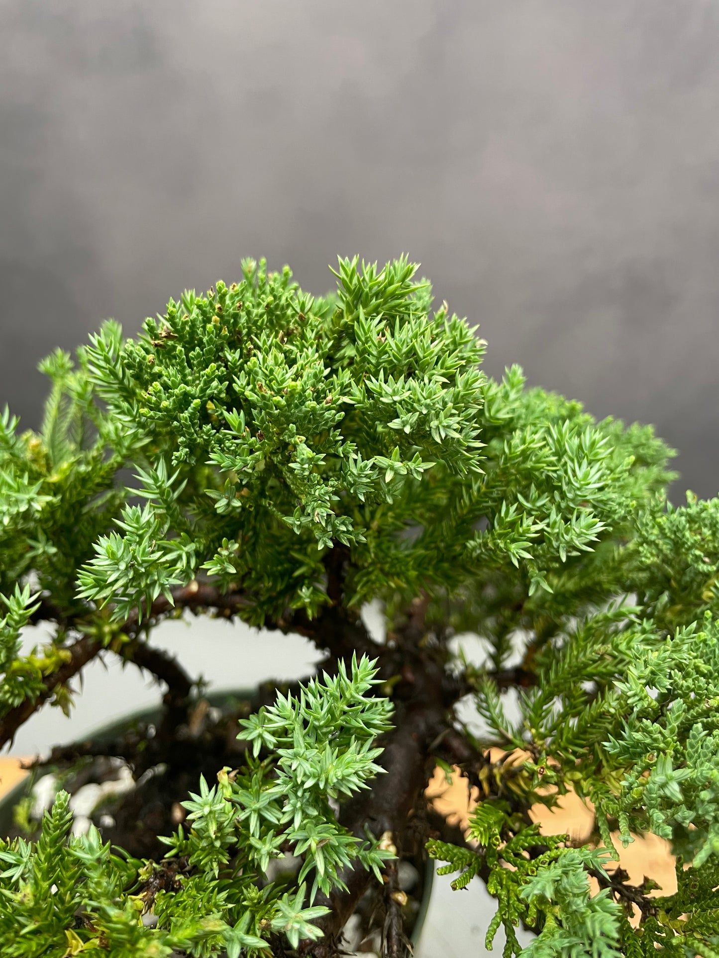 Juniper (Auction 47)