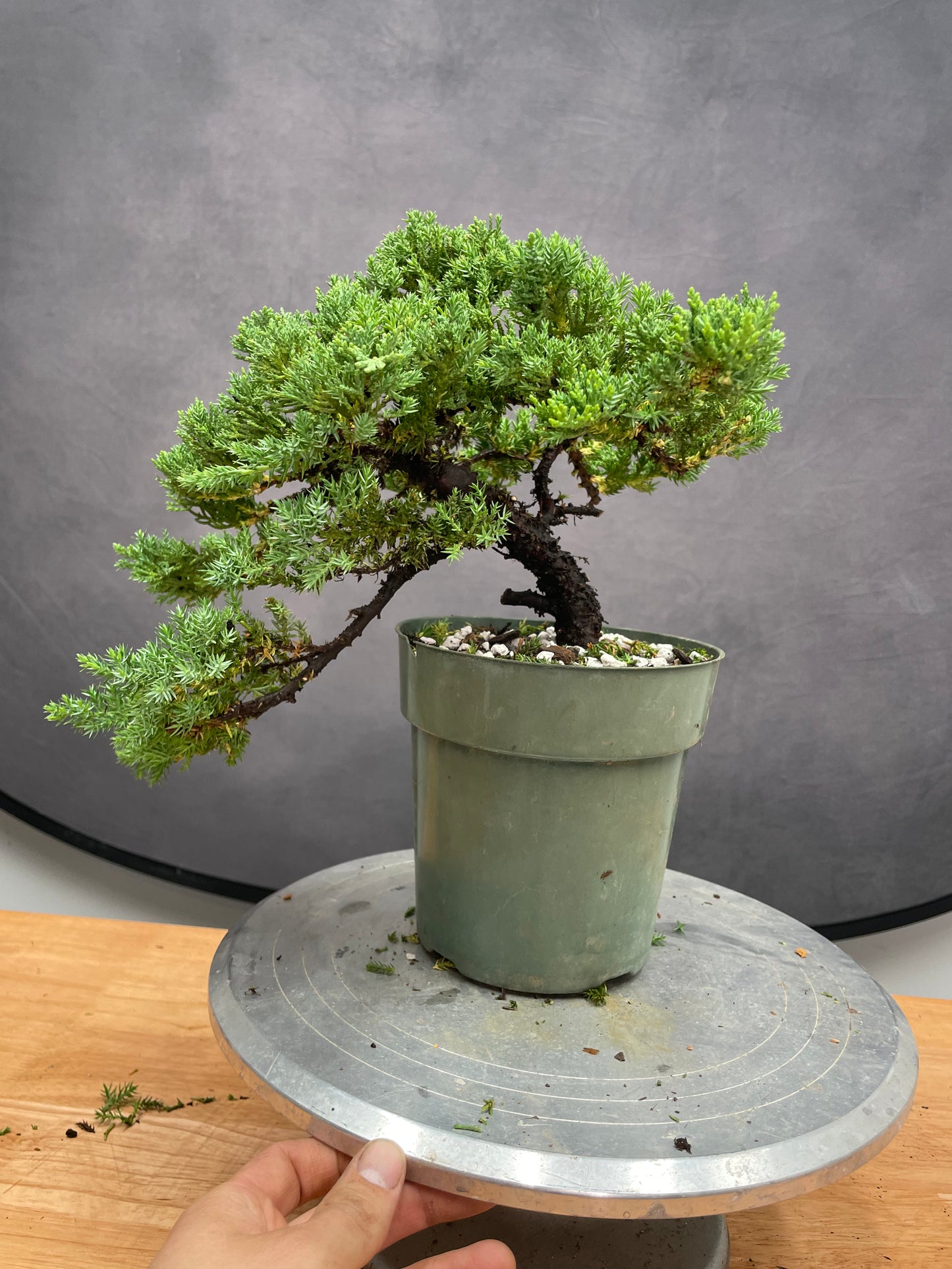 Juniper (Auction 47)