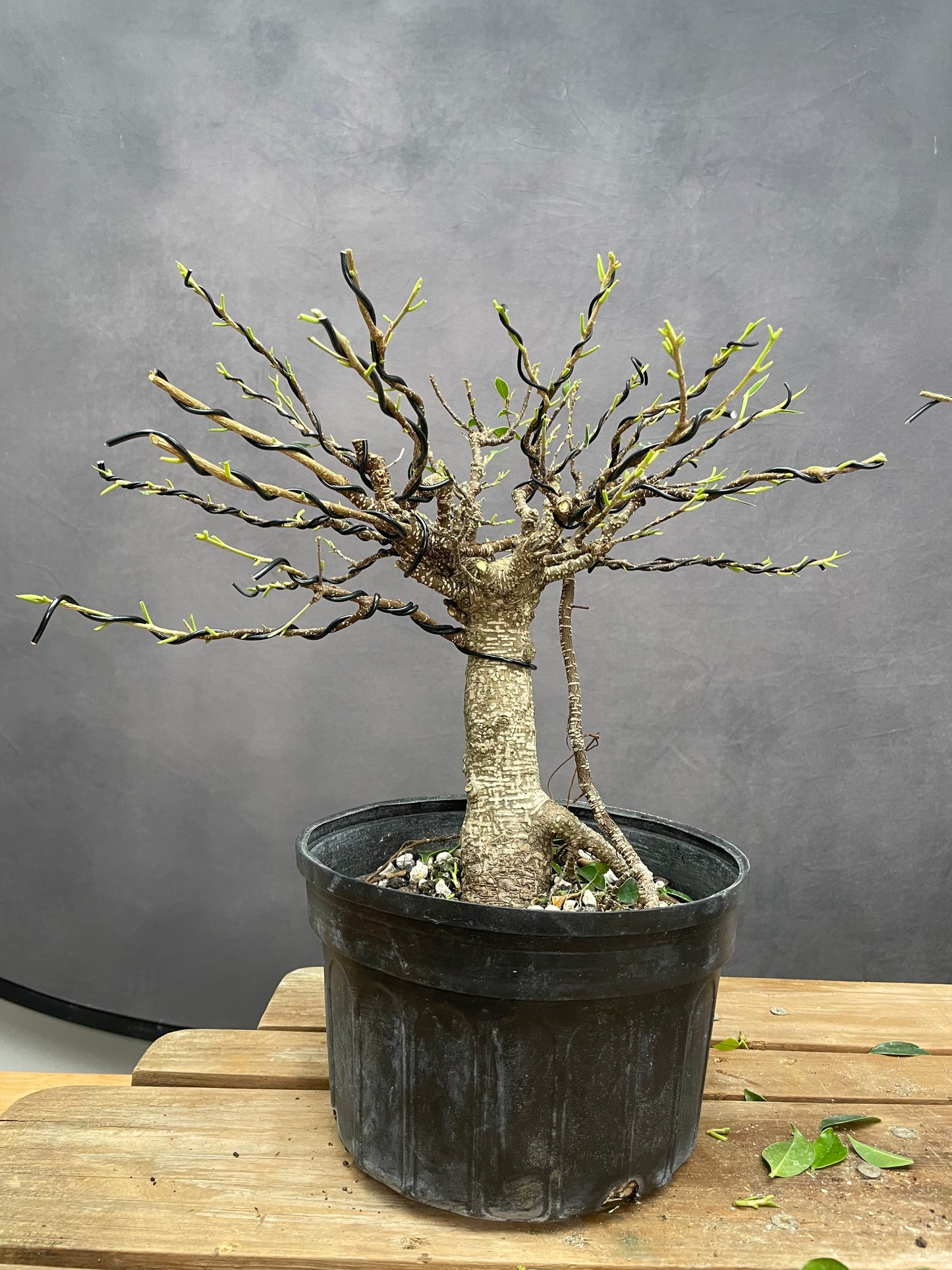 Tiger Bark Ficus 2 (Auction 49)