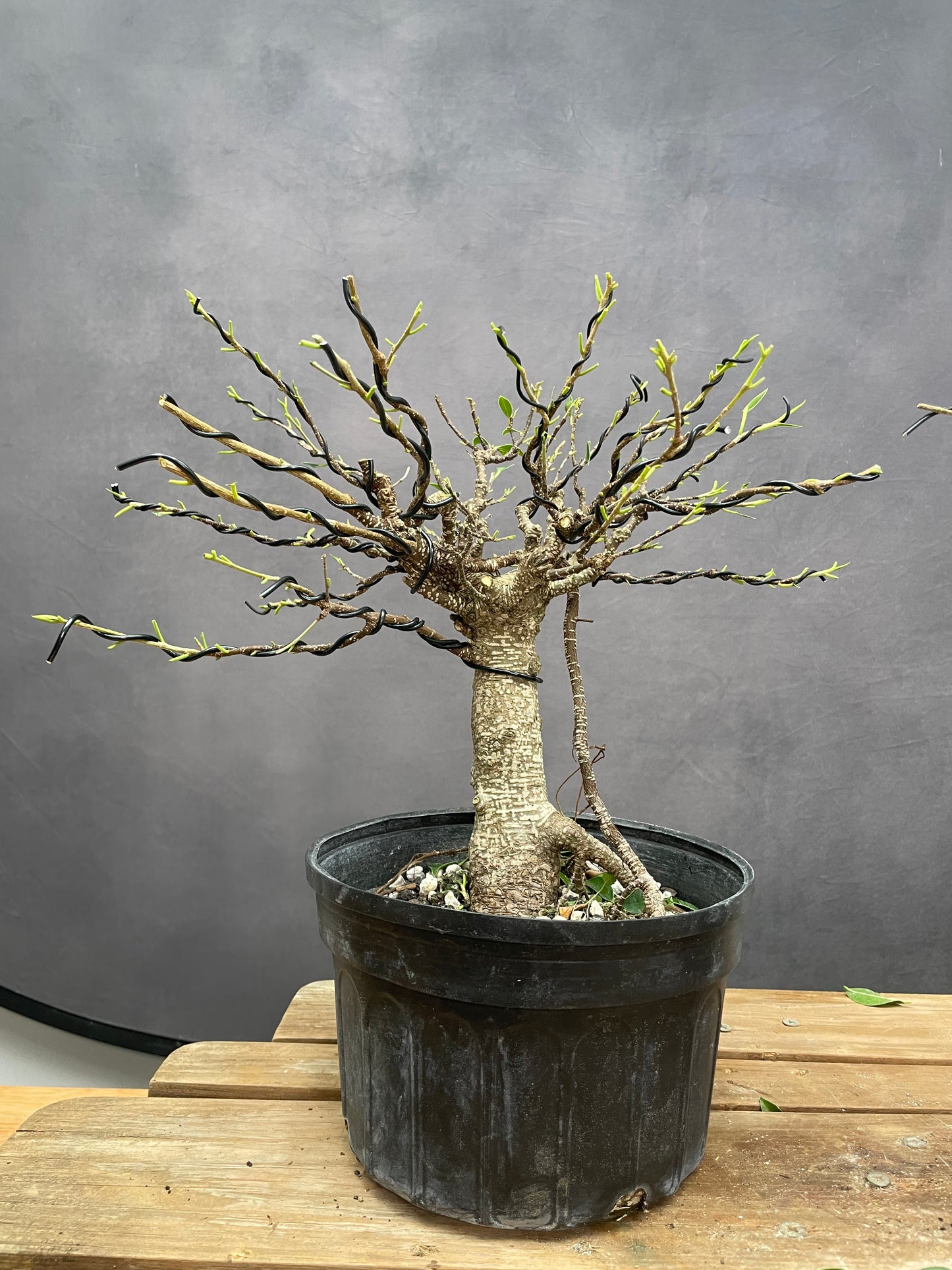 Tiger Bark Ficus 2 (Auction 49)