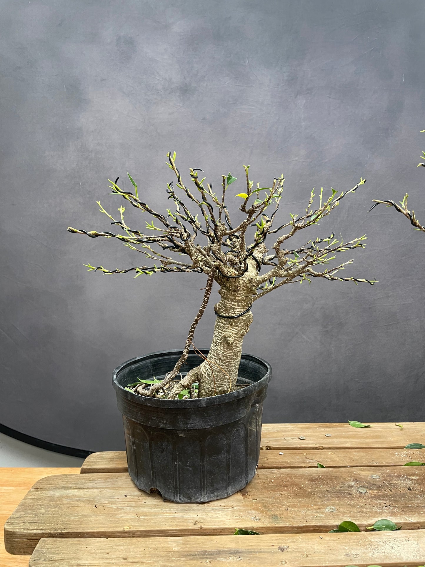 Tiger Bark Ficus 2 (Auction 49)