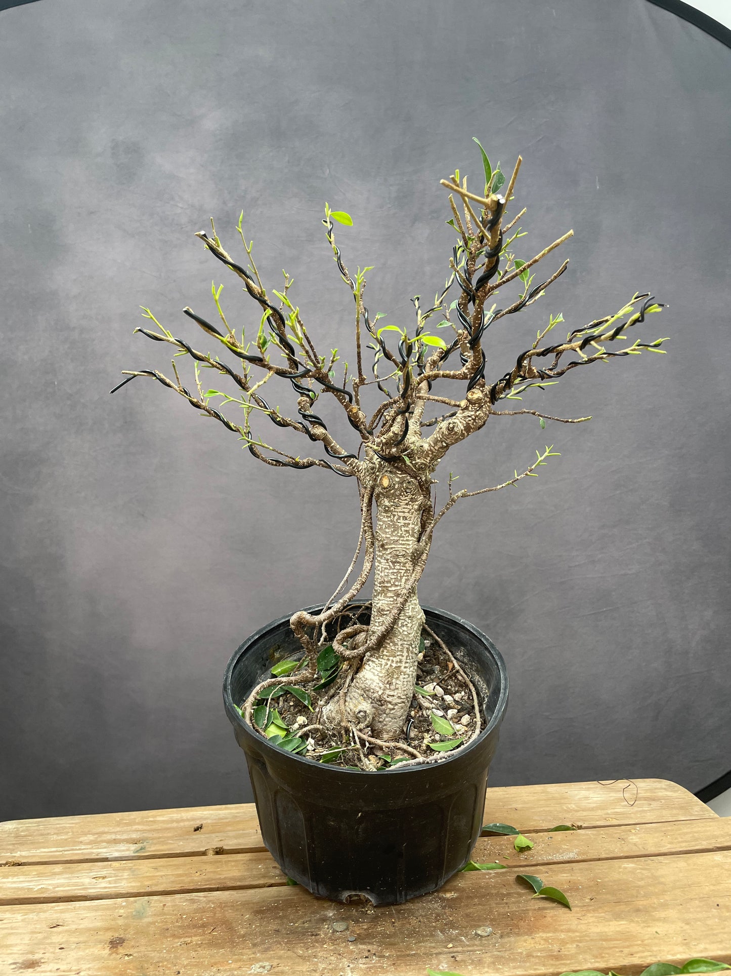Tiger Bark Ficus 1 (Auction 48)