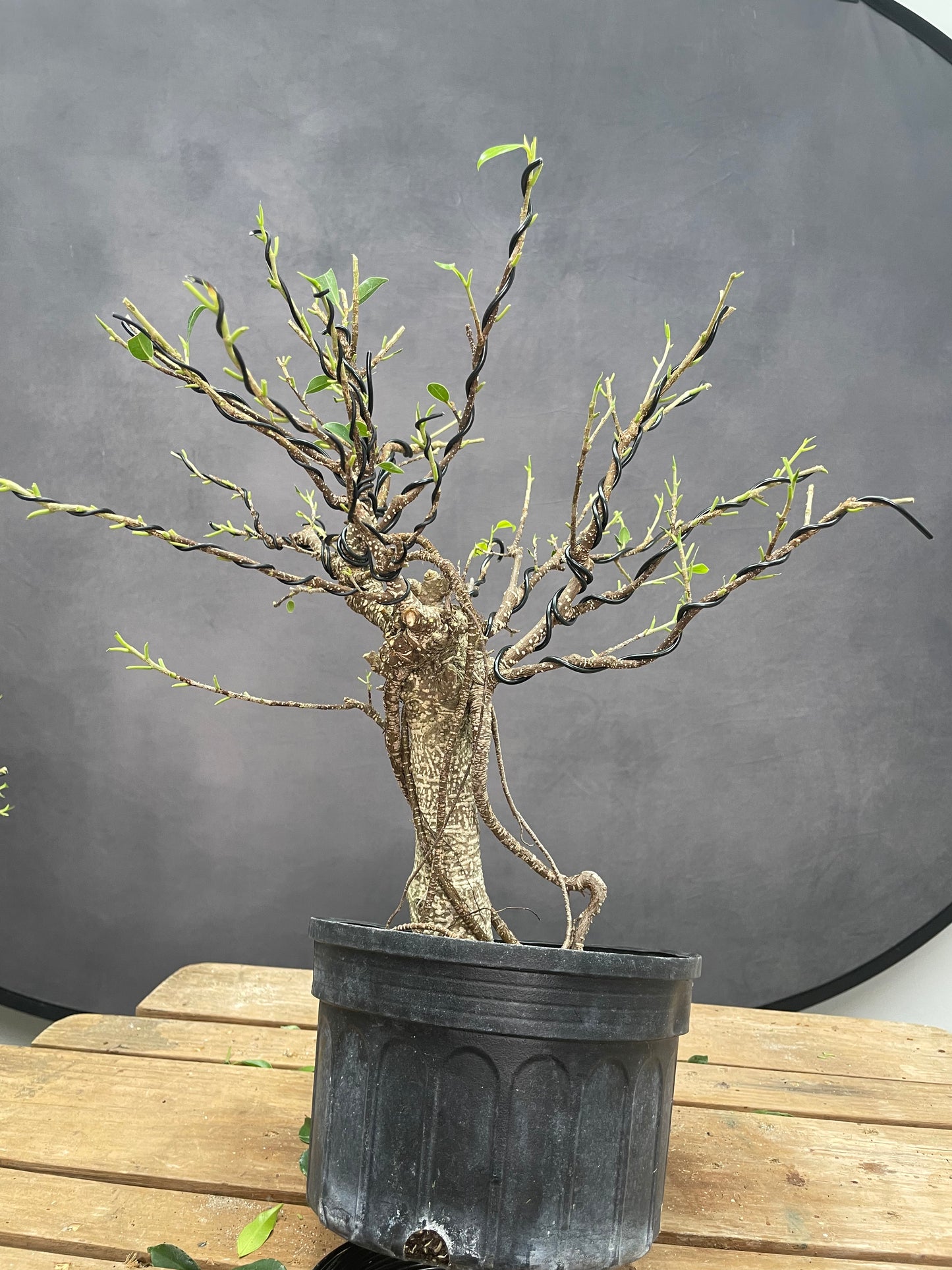 Tiger Bark Ficus 1 (Auction 48)