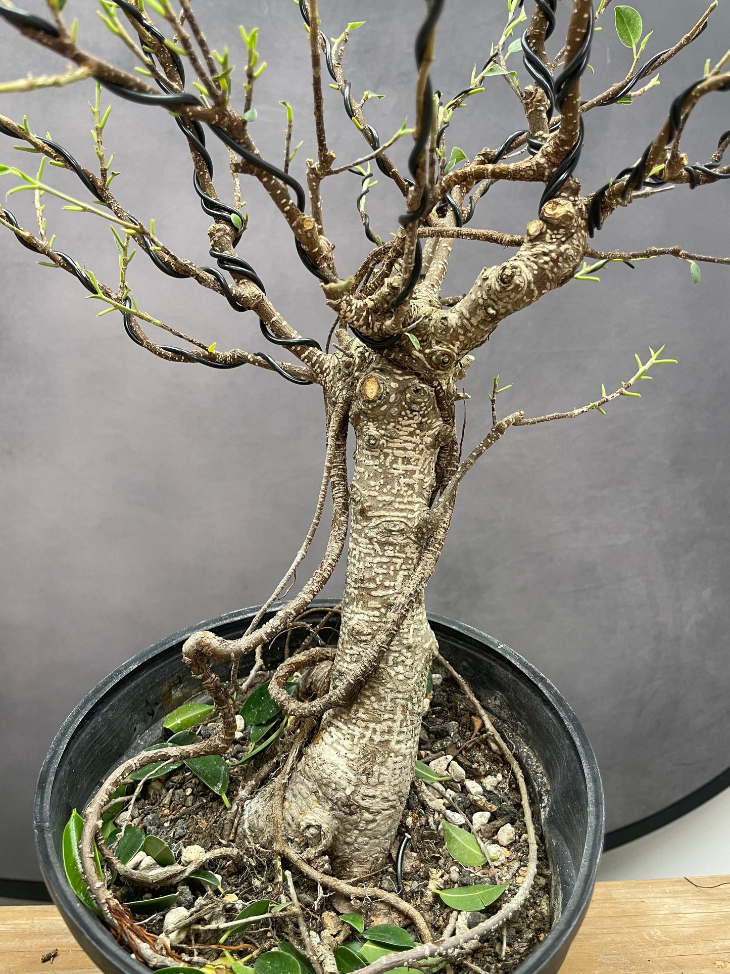 Tiger Bark Ficus 1 (Auction 48)