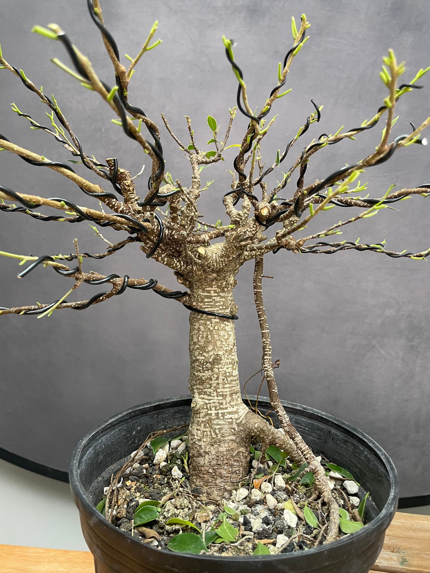 Tiger Bark Ficus 1 (Auction 48)