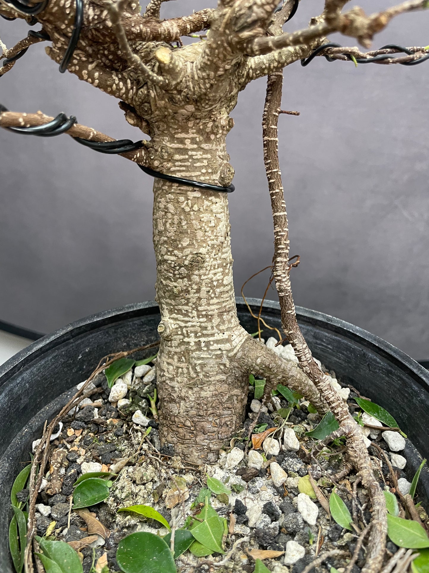 Tiger Bark Ficus 2 (Auction 49)