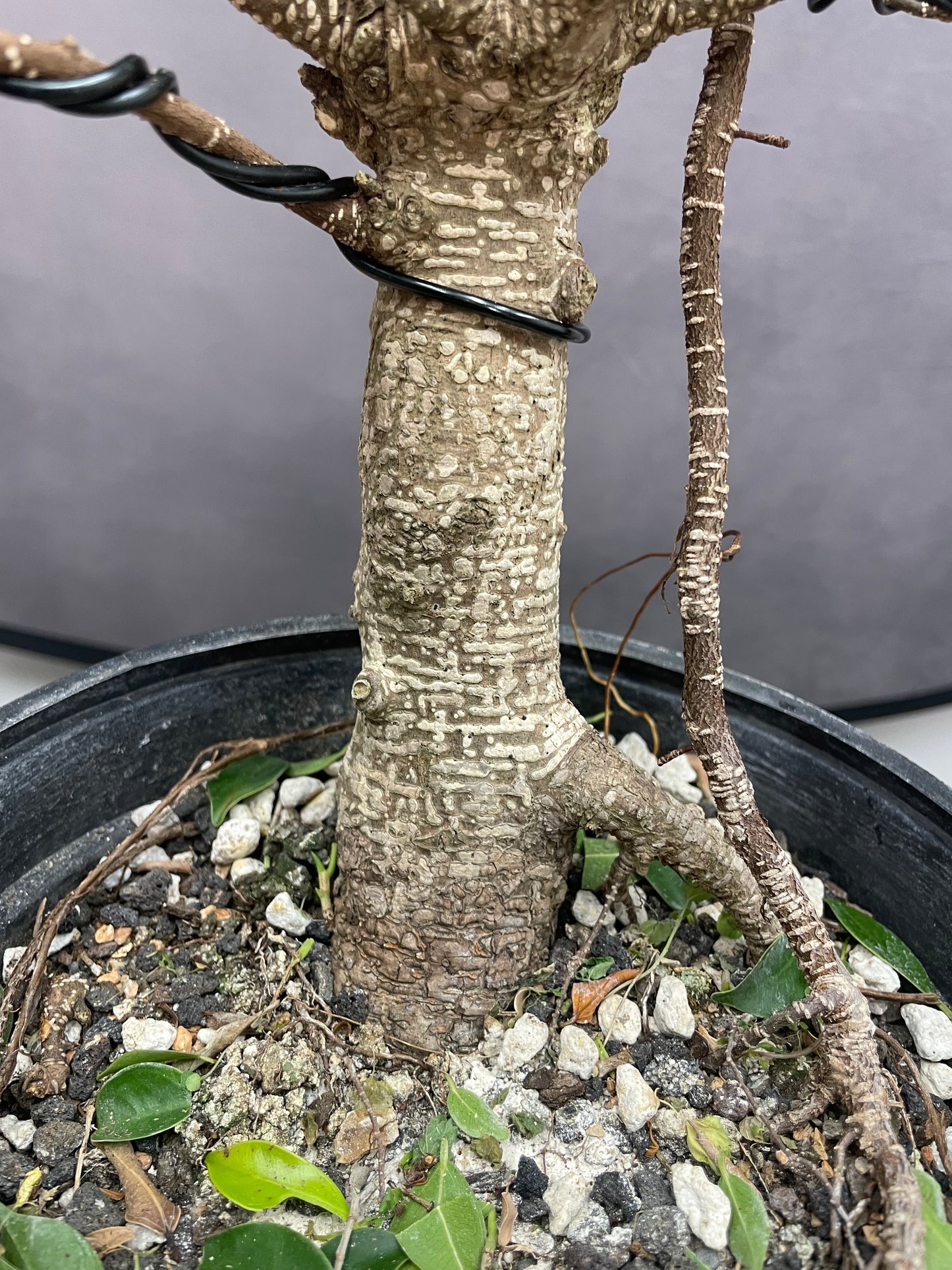Tiger Bark Ficus 2 (Auction 49)