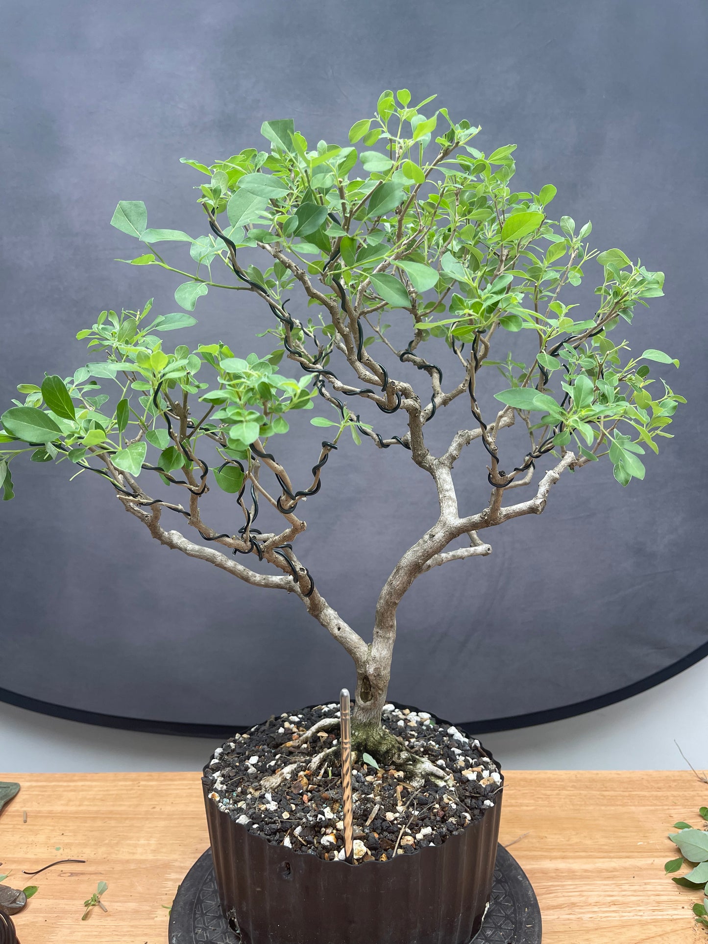 Vitex (Auction 54)