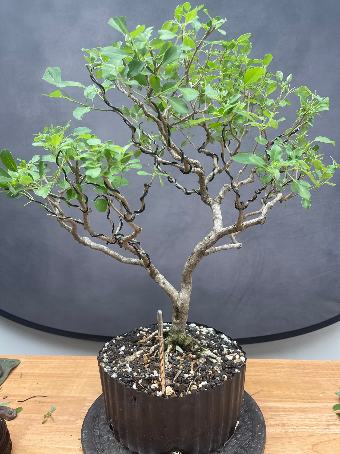 Vitex (Auction 54)