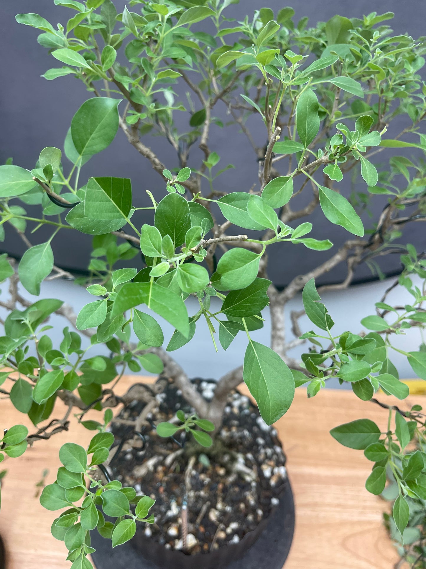 Vitex (Auction 54)