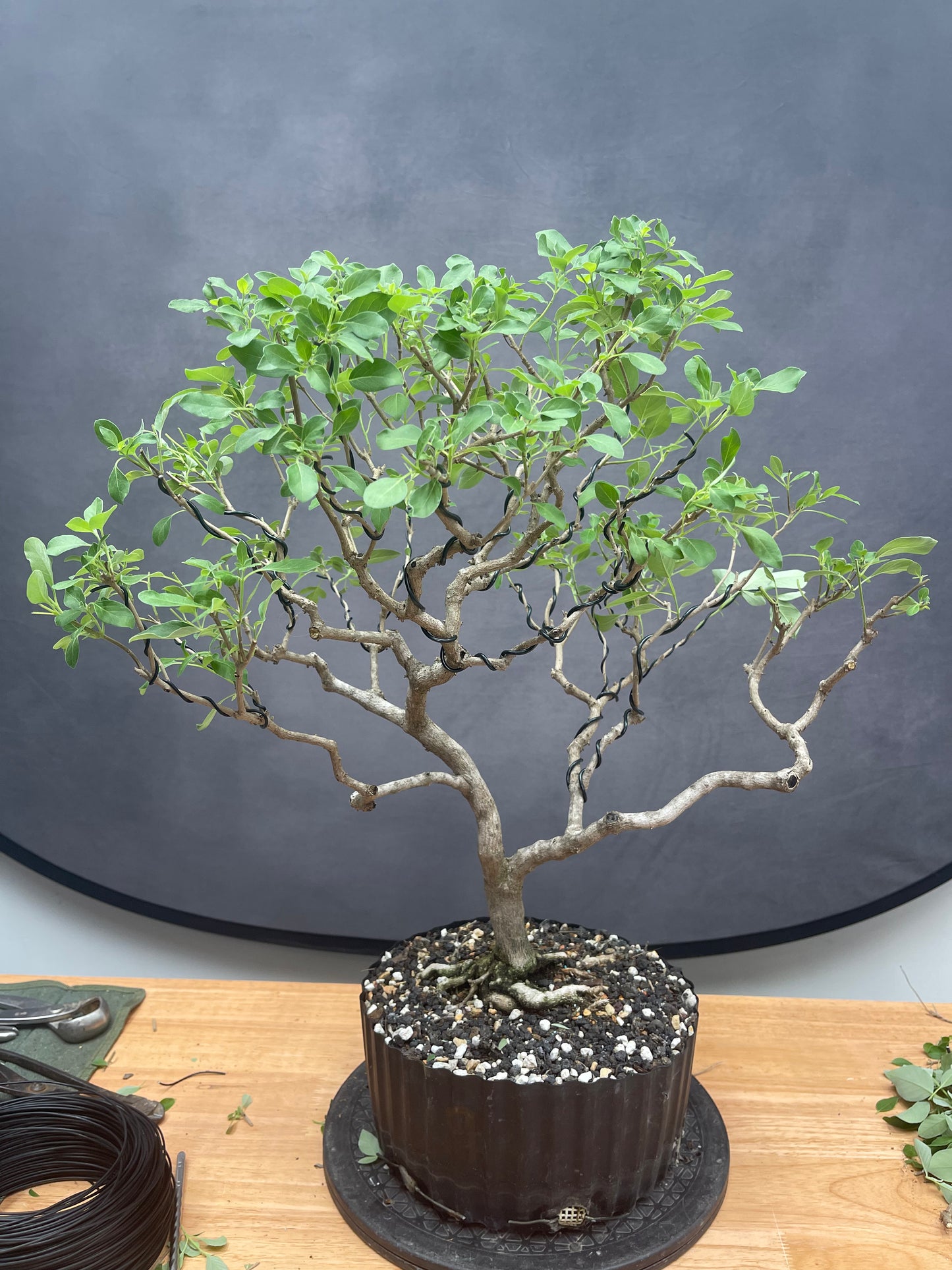 Vitex (Auction 54)