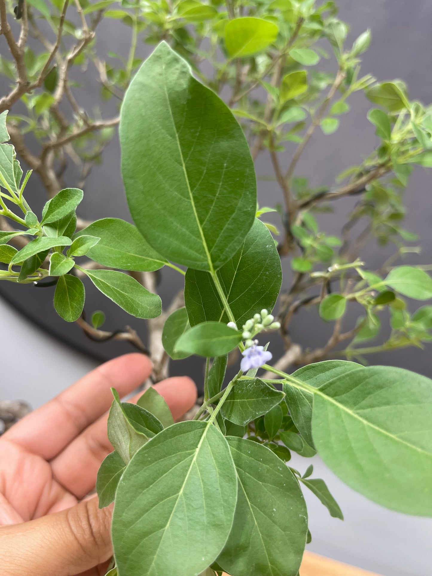 Vitex (Auction 54)