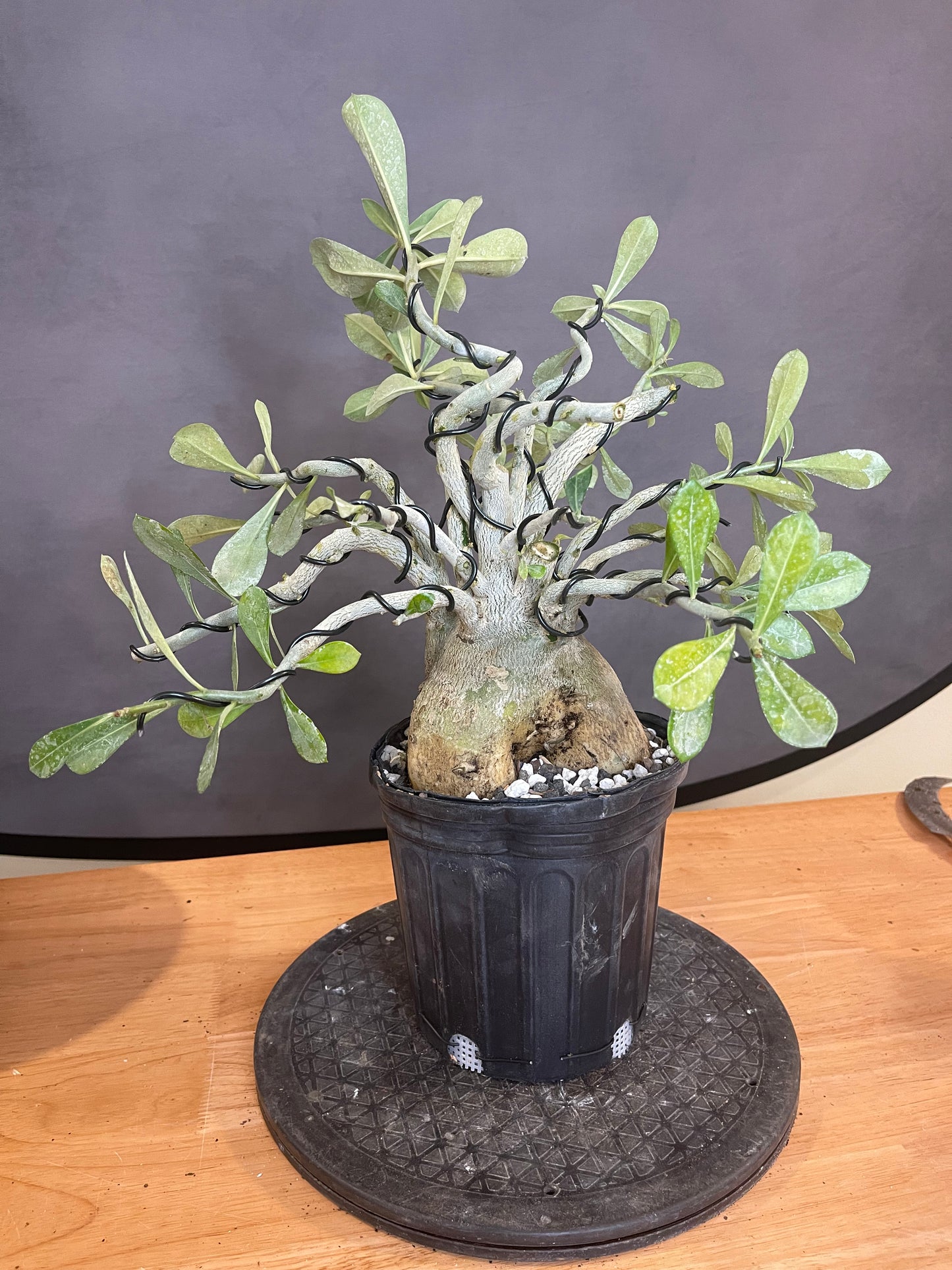 Adenium (Auction 55)