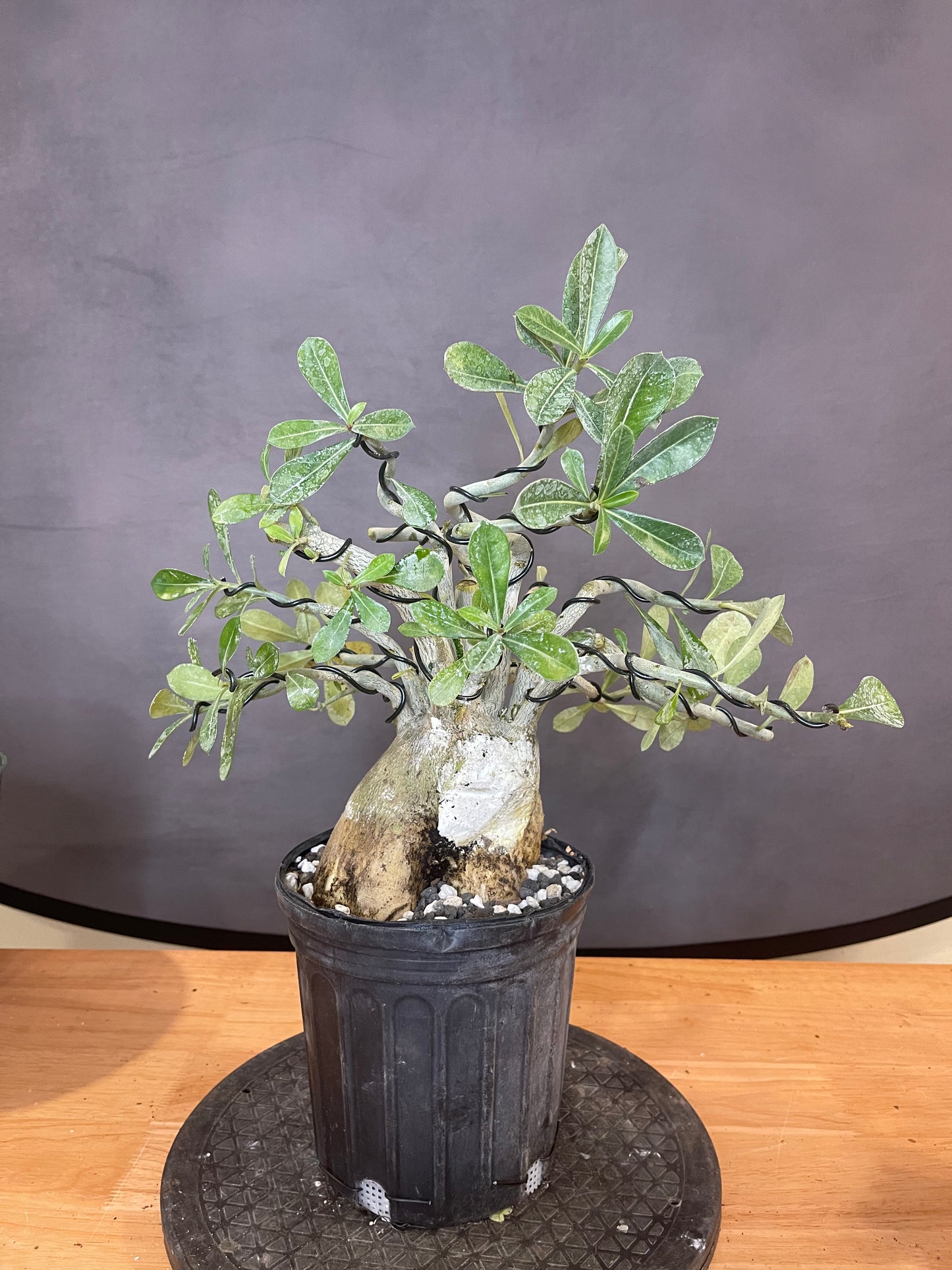 Adenium  (Auction 55)