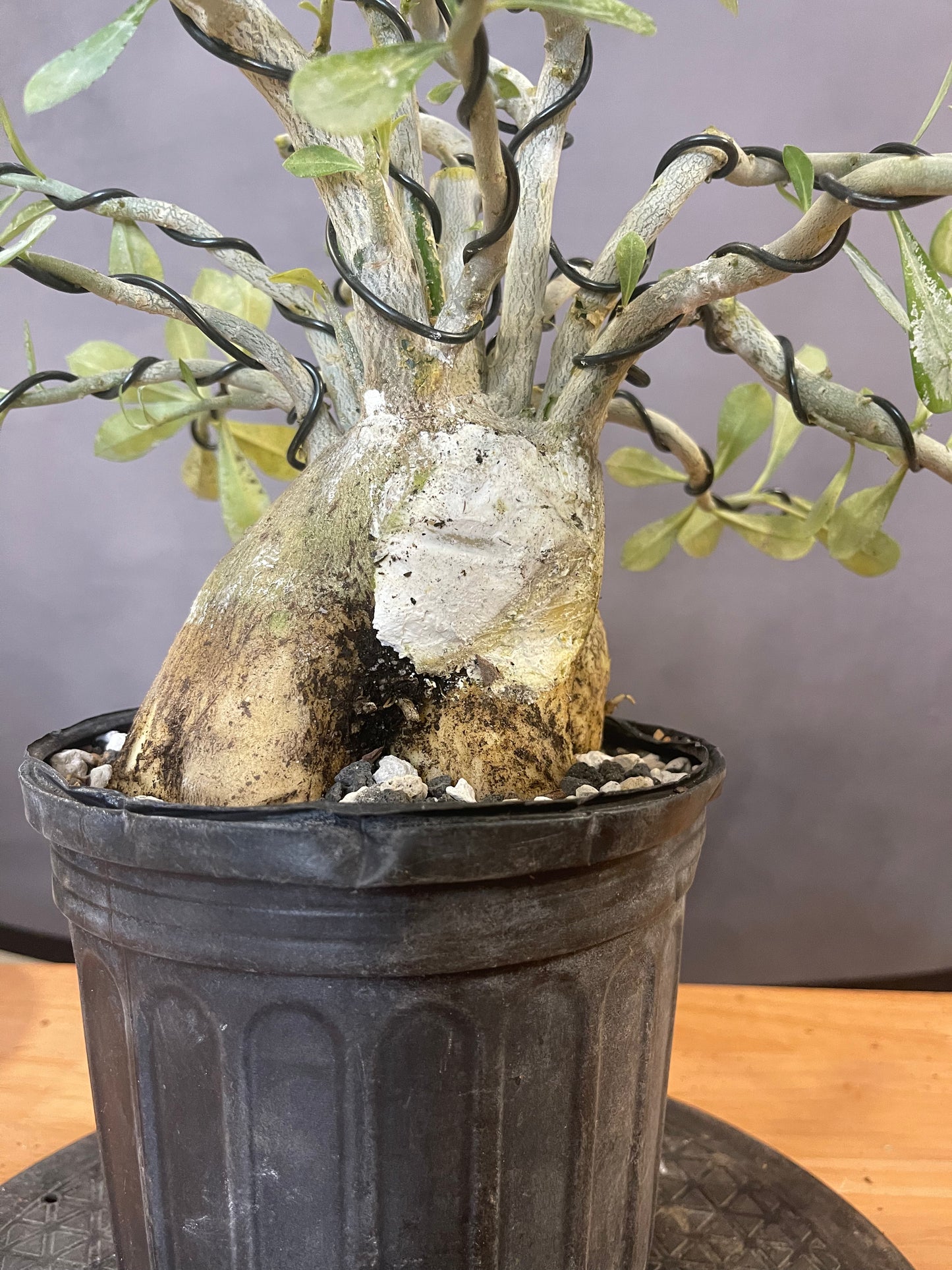 Adenium (Auction 55)
