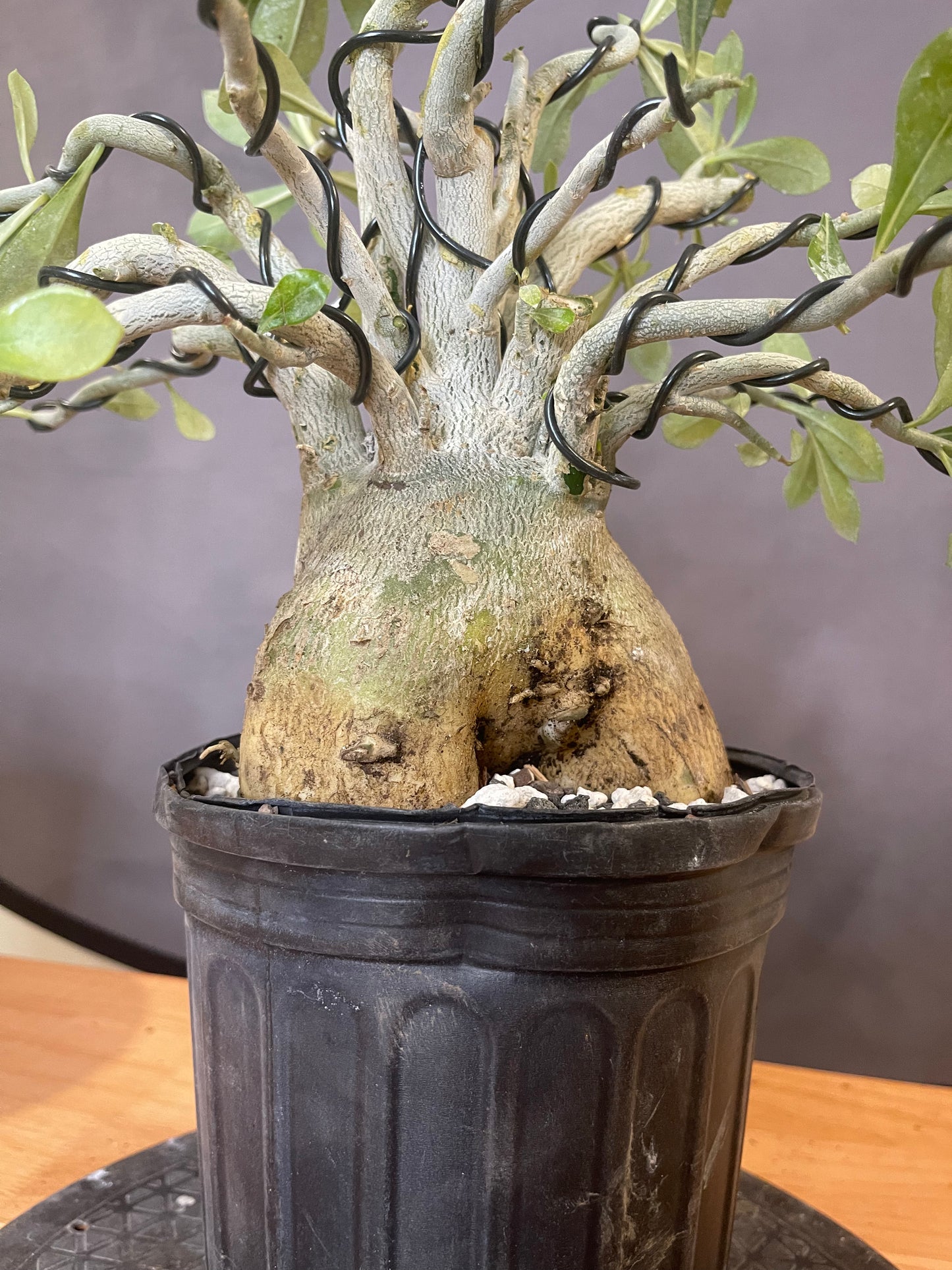 Adenium  (Auction 55)