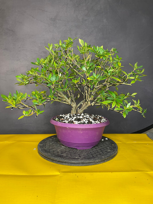 Dwarf Gardenia (Auction 61)