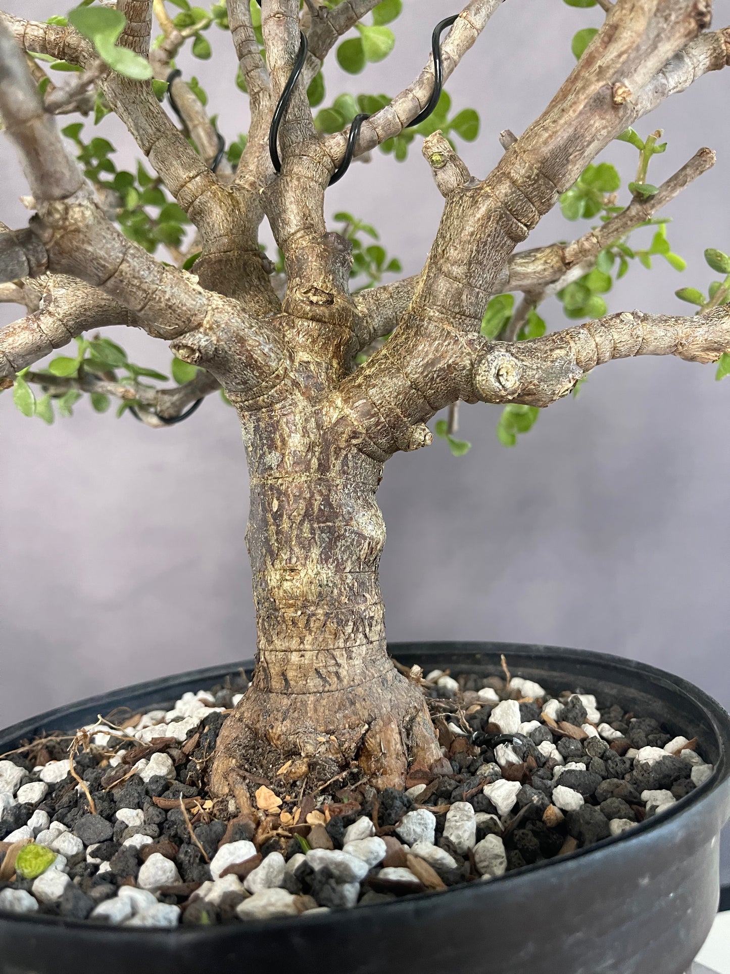 Dwarf Jade Bonsai (Auction 50)