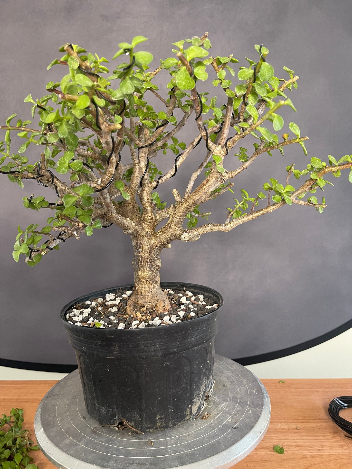 Dwarf Jade Bonsai (Auction 50)