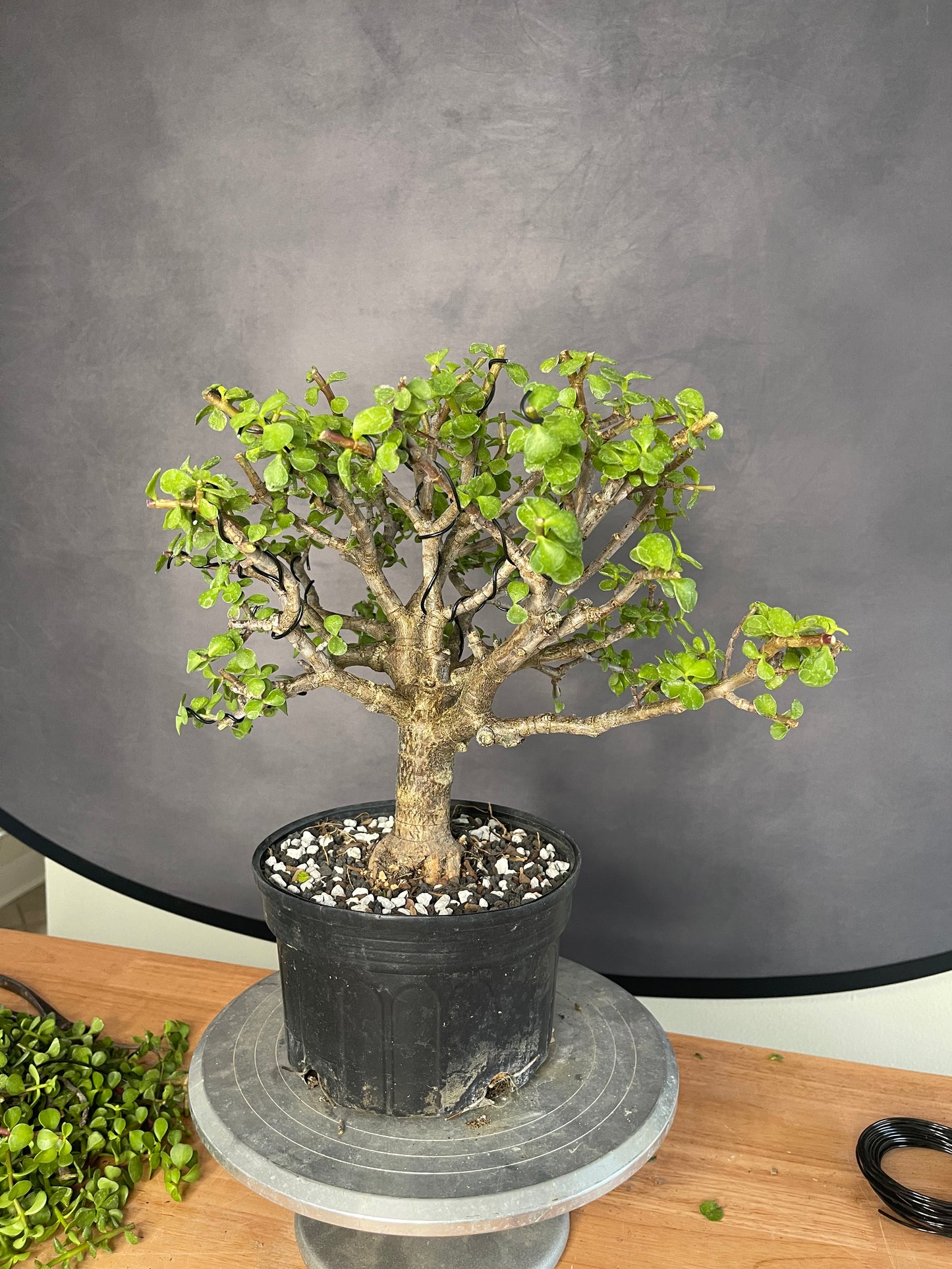 Dwarf Jade Bonsai (Auction 50)