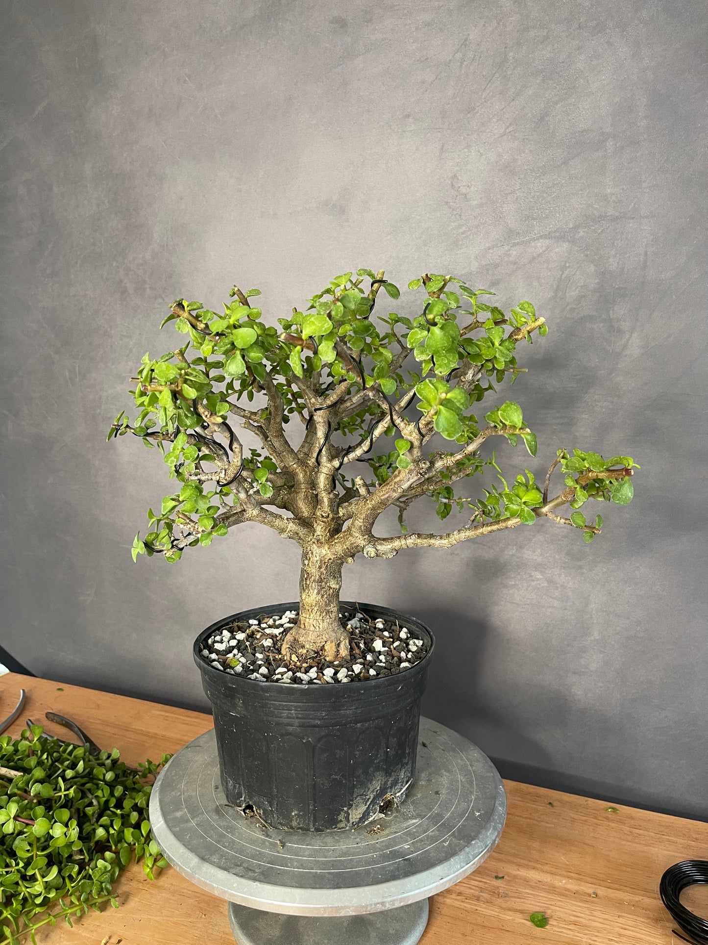 Dwarf Jade Bonsai (Auction 50)