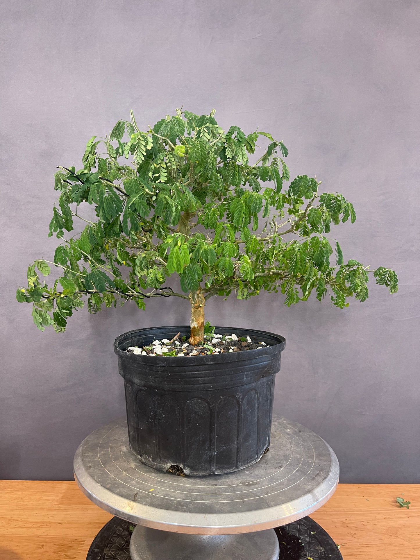 Brazilian Raintree (Auction 51)