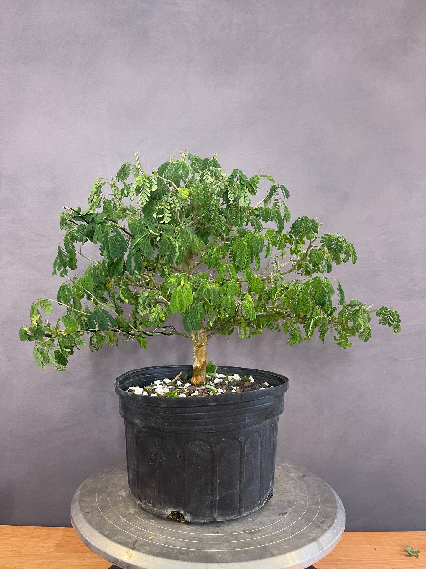 Brazilian Raintree (Auction 51)