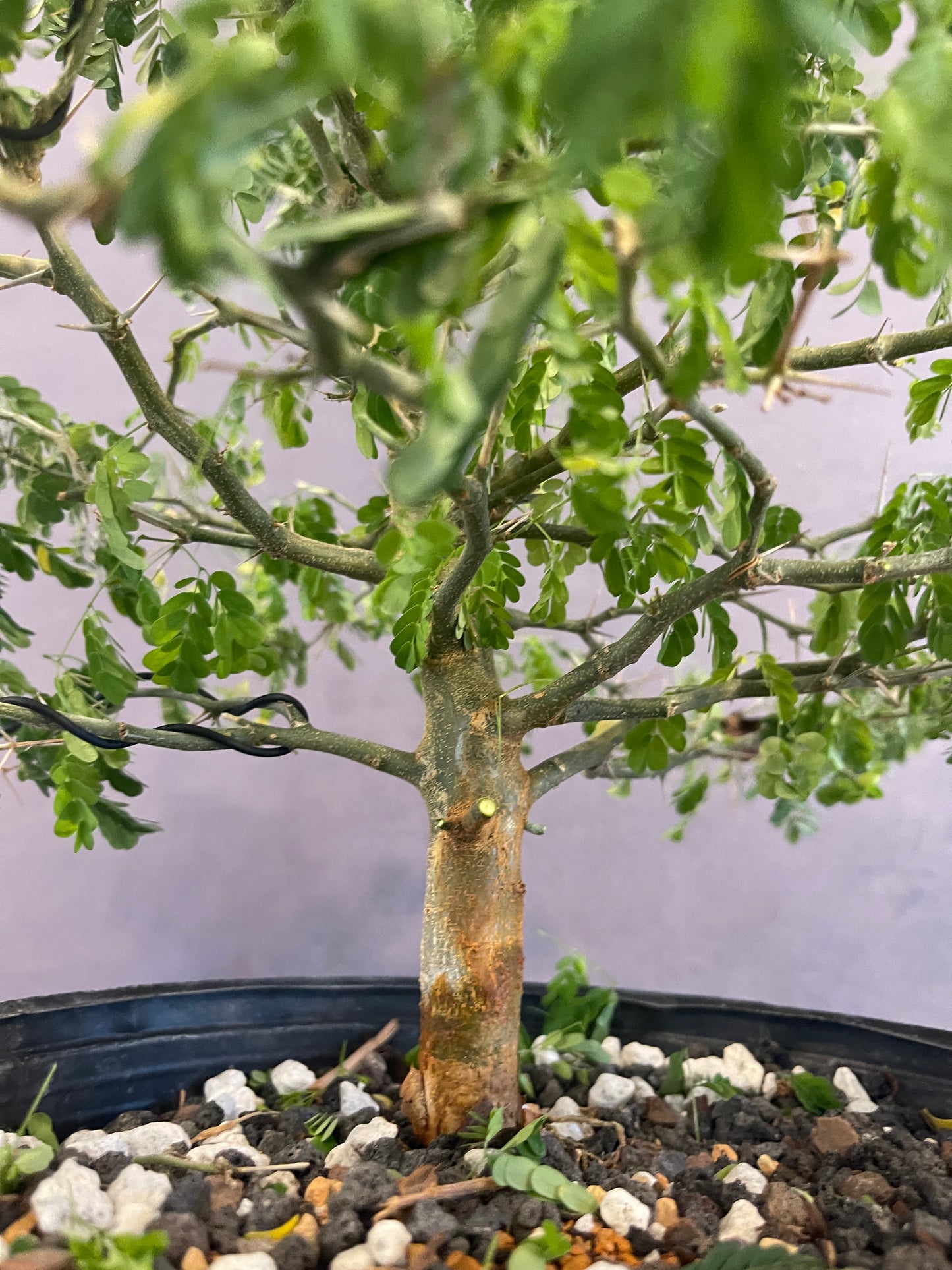 Brazilian Raintree (Auction 51)