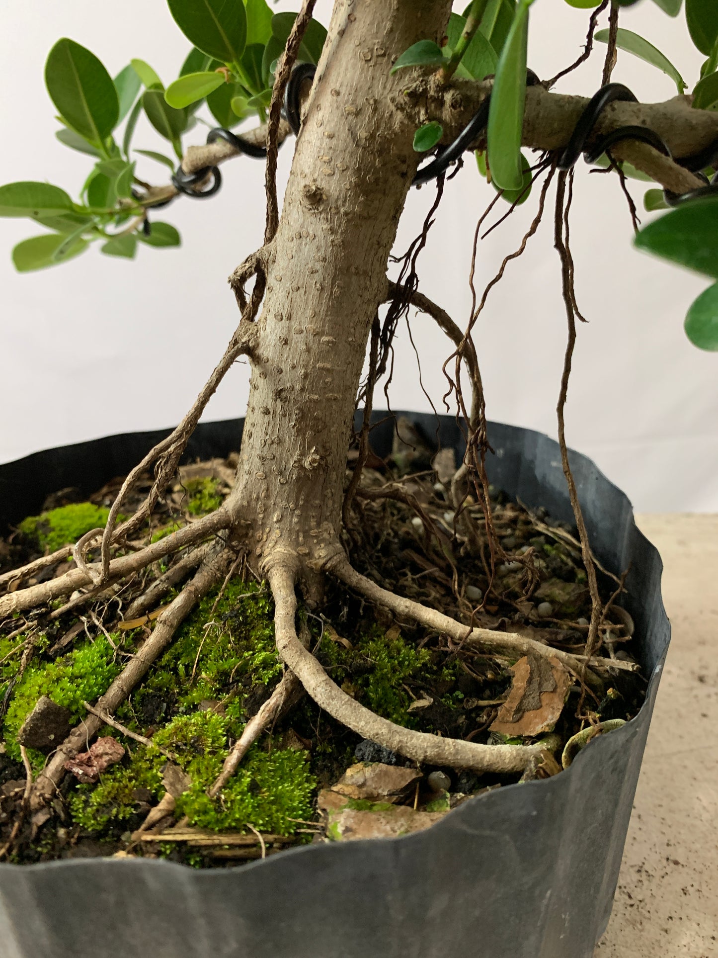 Green Mound Ficus (Auction 12)