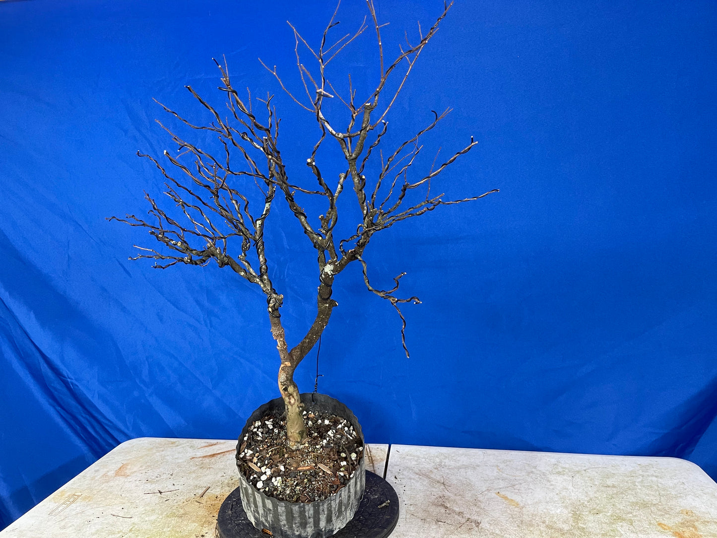 Chinese Elm (Auction 32)