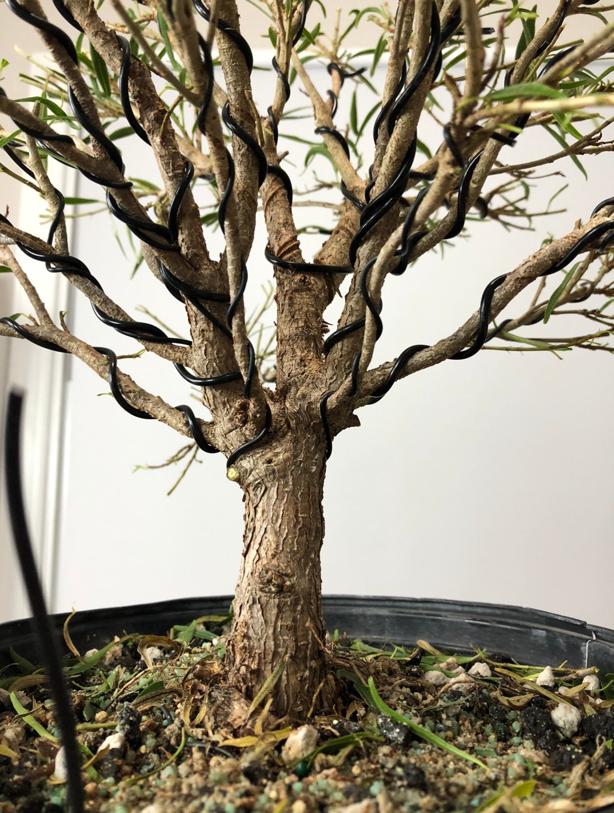 Ficus Nerifolia (Auction 30)