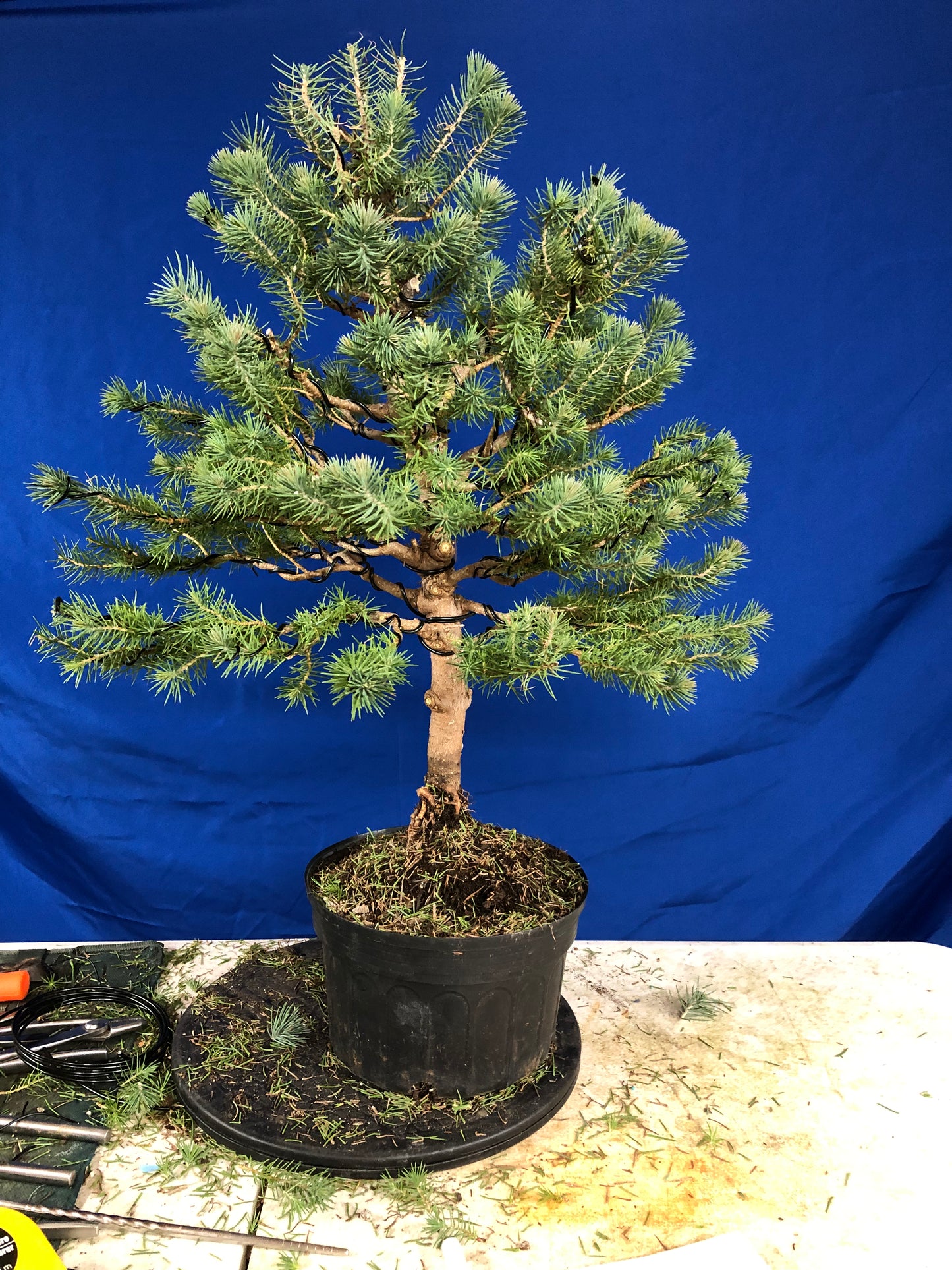 Stone Pine (Auction 34)