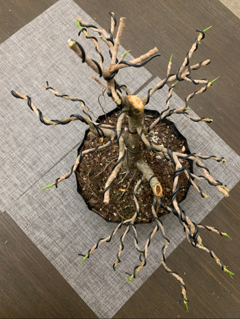 Ficus Twin Trunk (Auction 23)