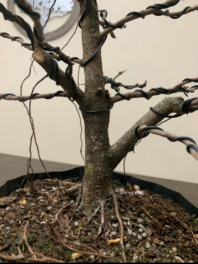 Ficus Twin Trunk (Auction 23)