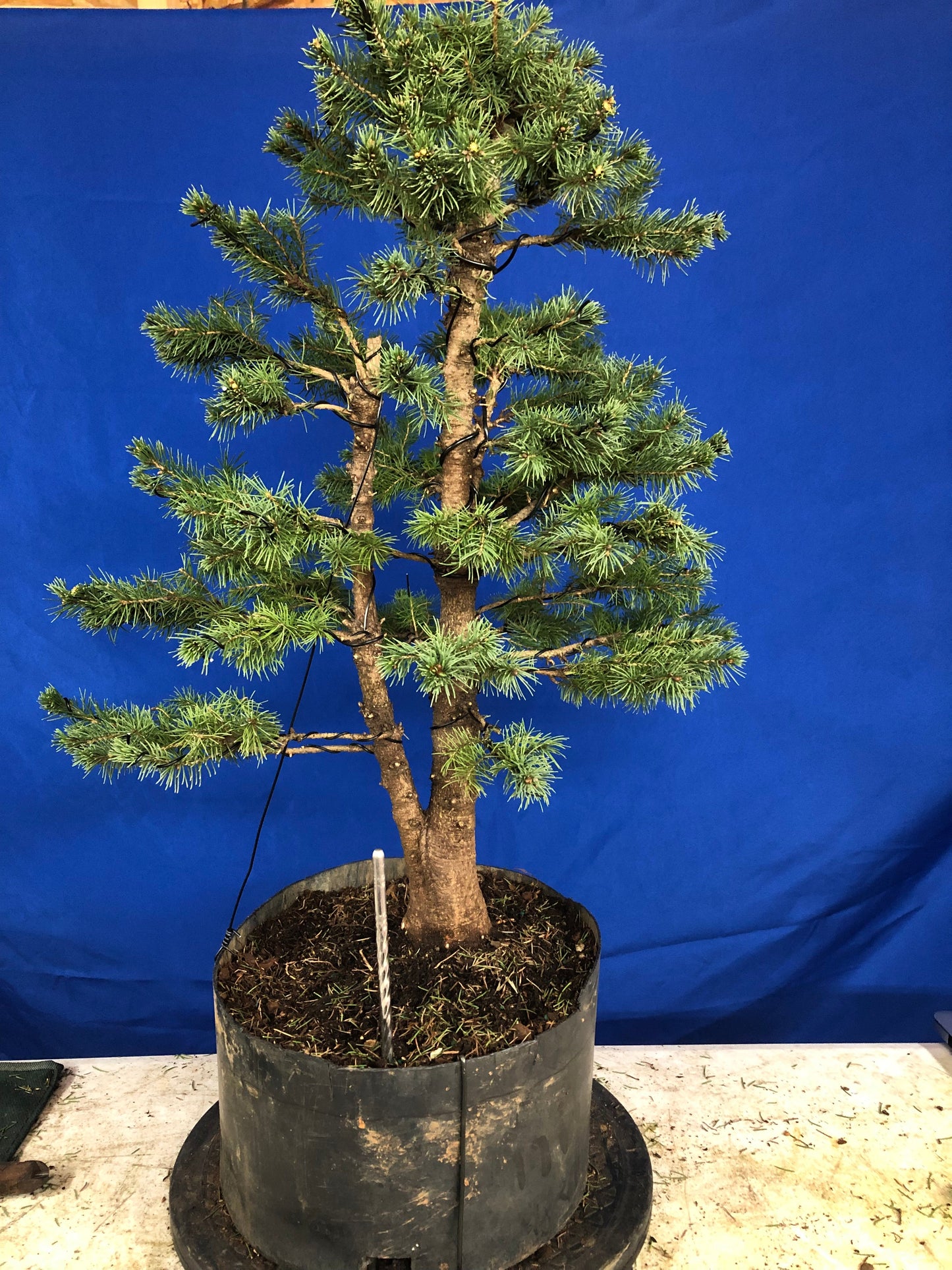 Twin Trunk Alberta Spruce (Auction 33)