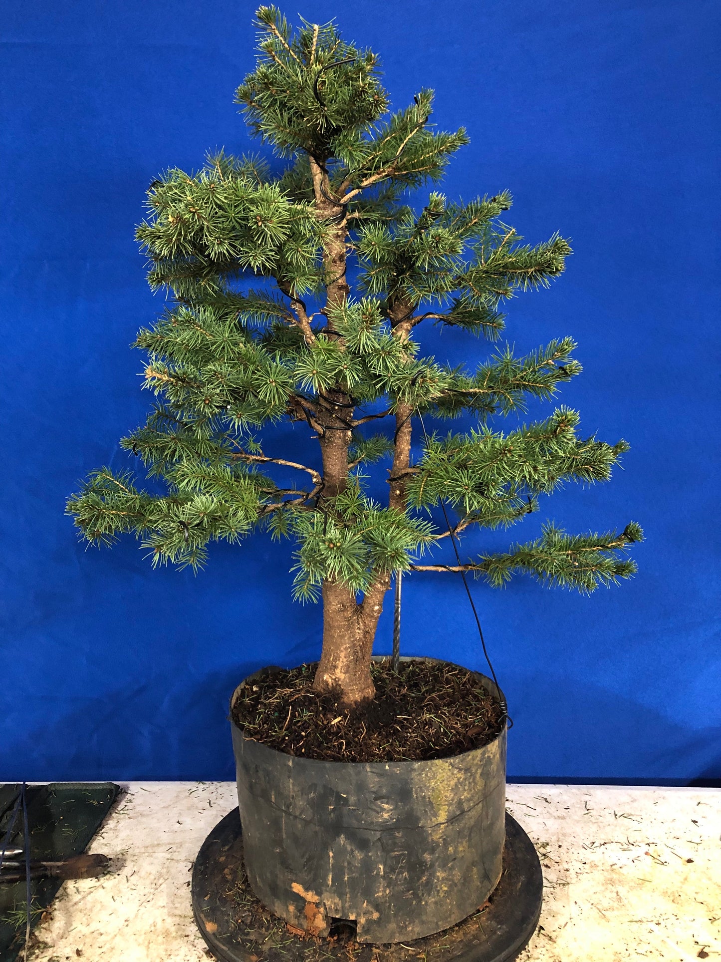 Twin Trunk Alberta Spruce (Auction 33)