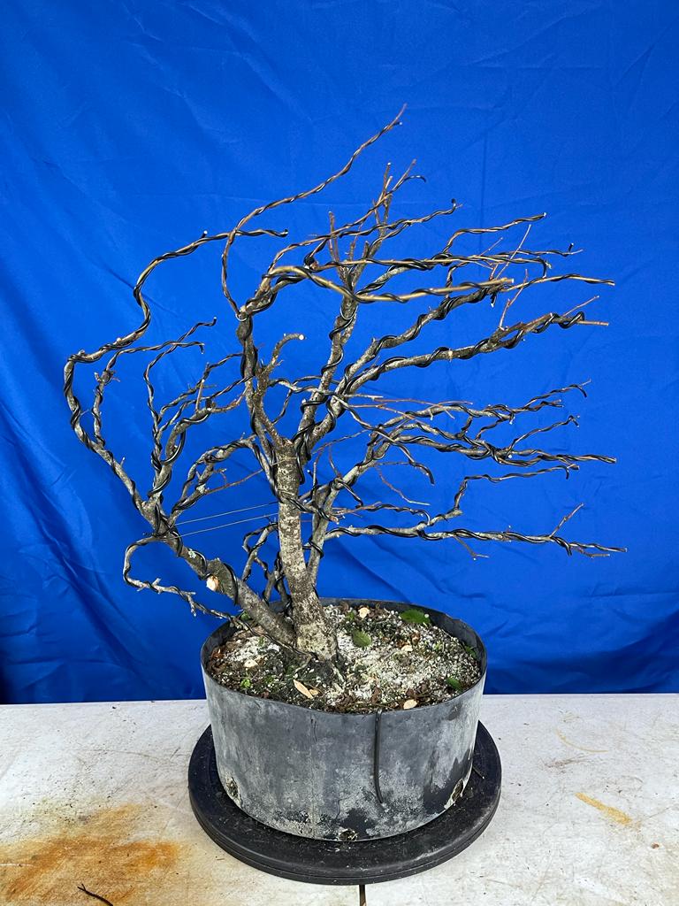 American Elm (Auction 30)