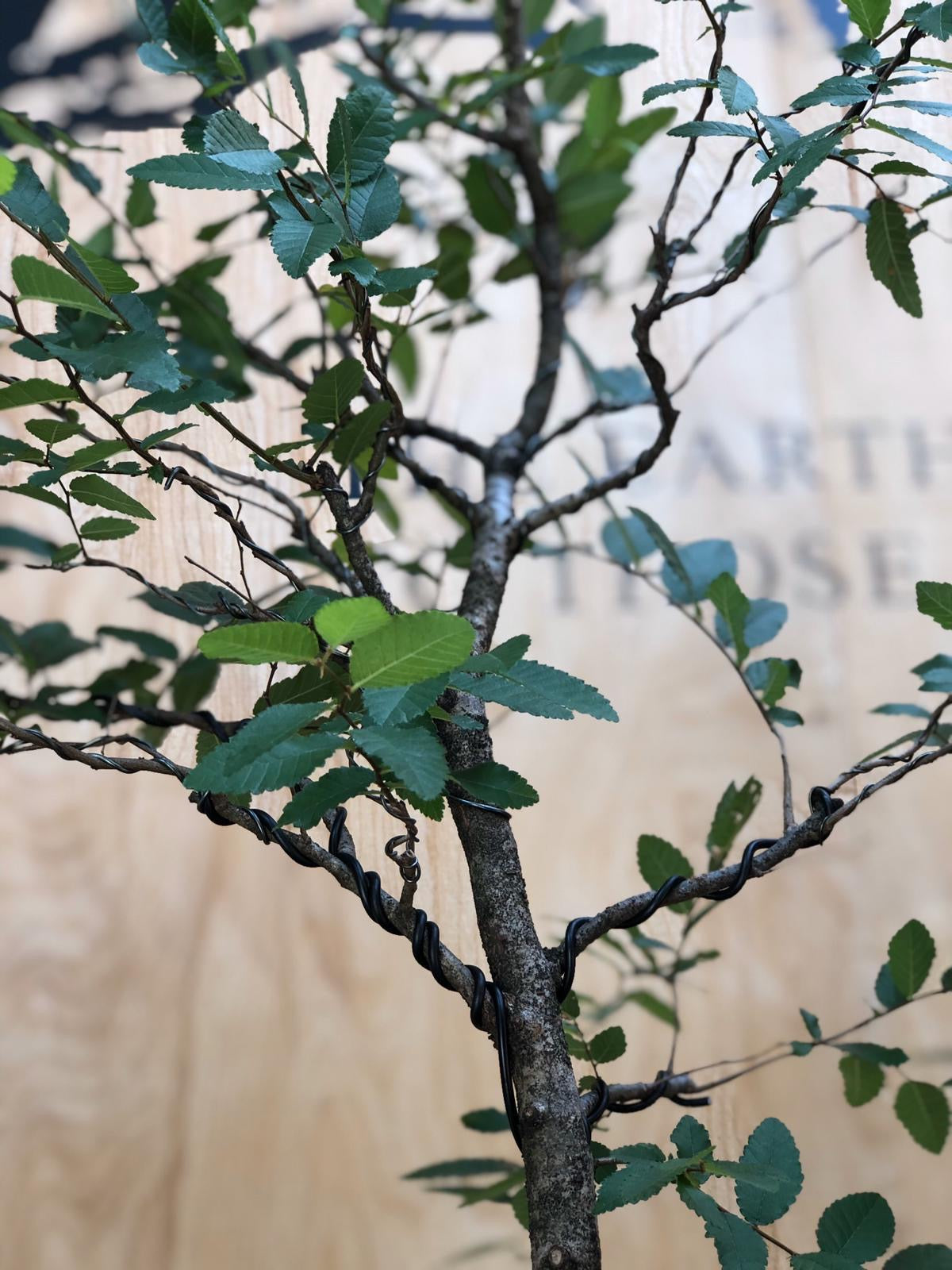 American Elm (Auction 7) CLOSED