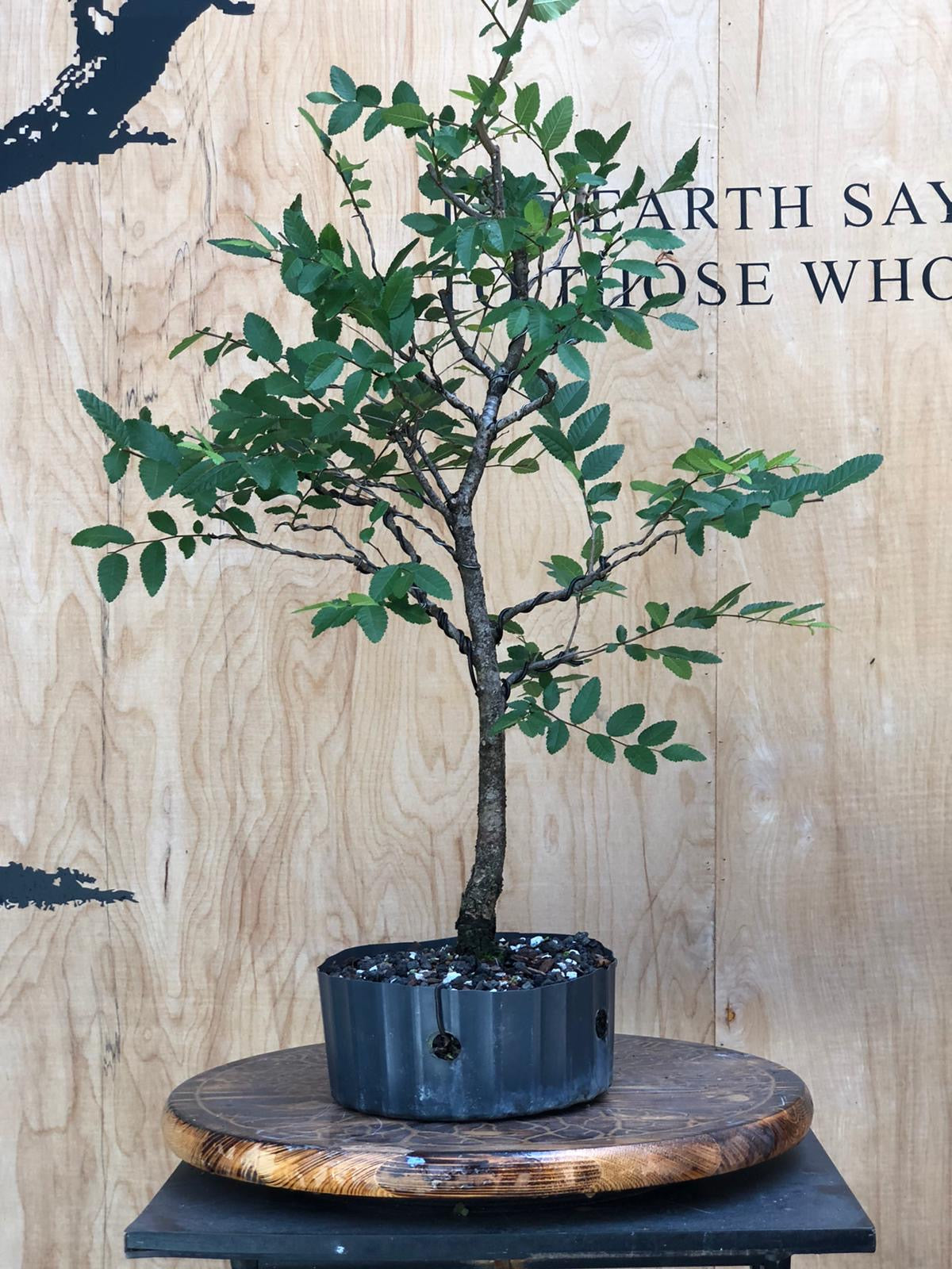 American Elm (Auction 7) CLOSED