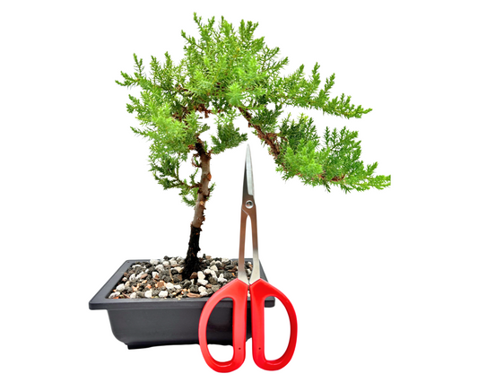 Bonsai Scissors