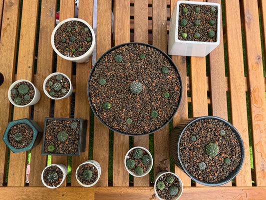 Cactus & Succulent Soil - Coarse Mix