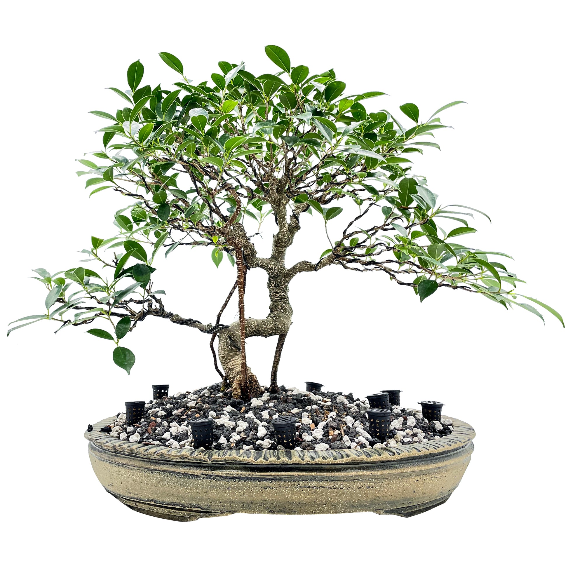 bonsai tree fertilizer indoor Fertilizer Baskets