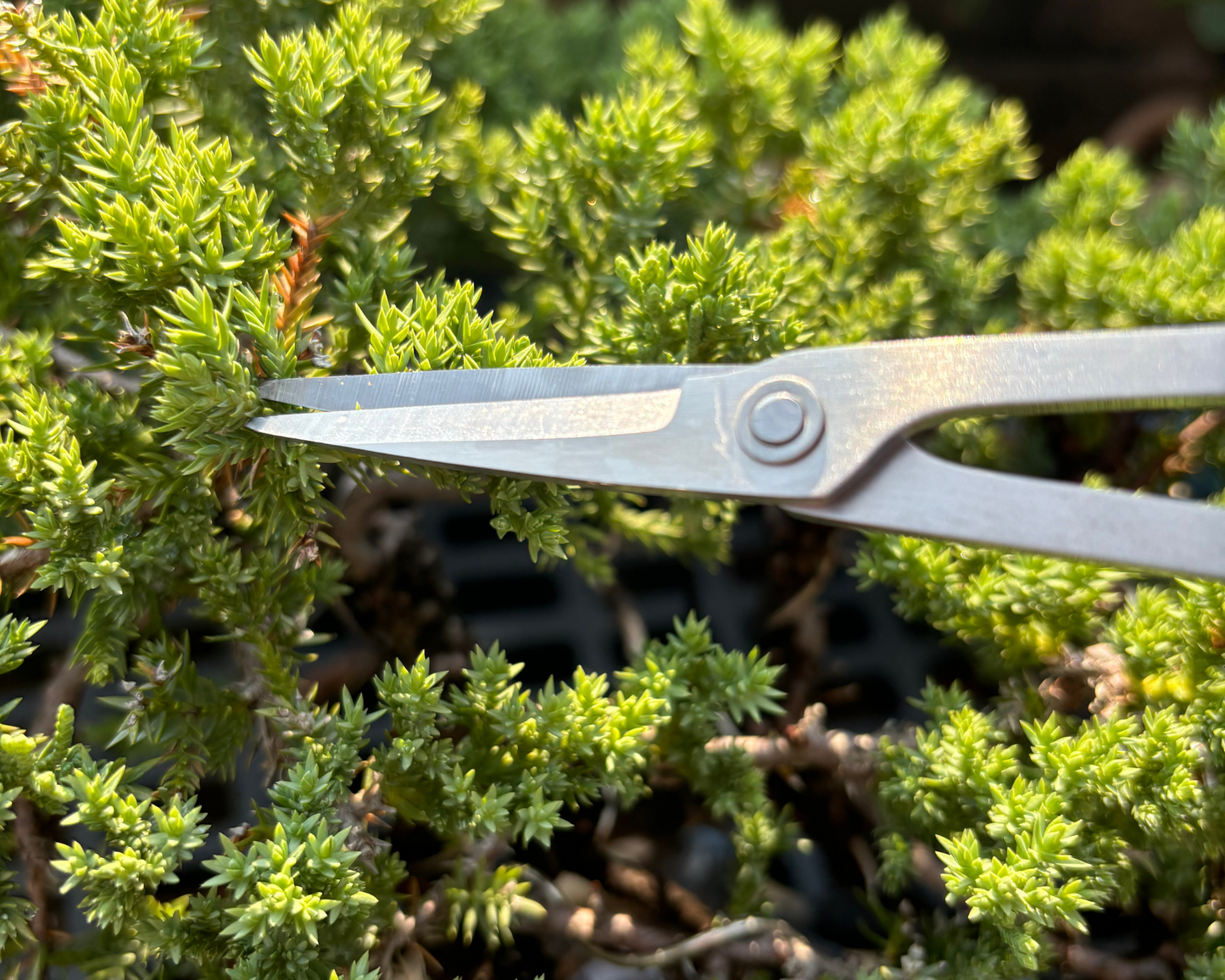 Bonsai Scissors