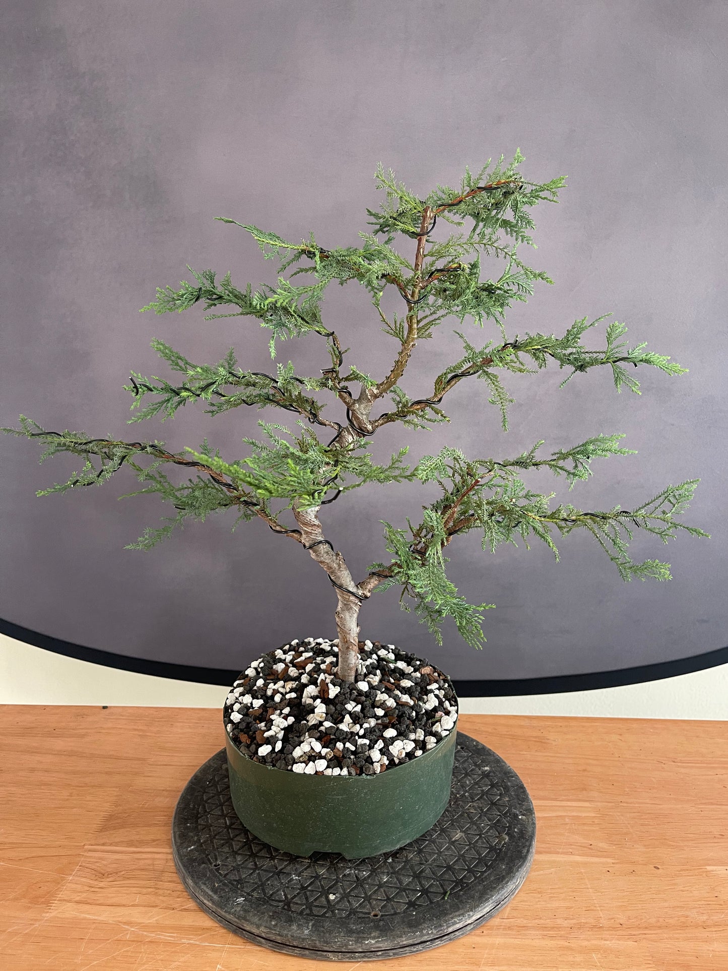 Leyland Cypress (Auction 63)