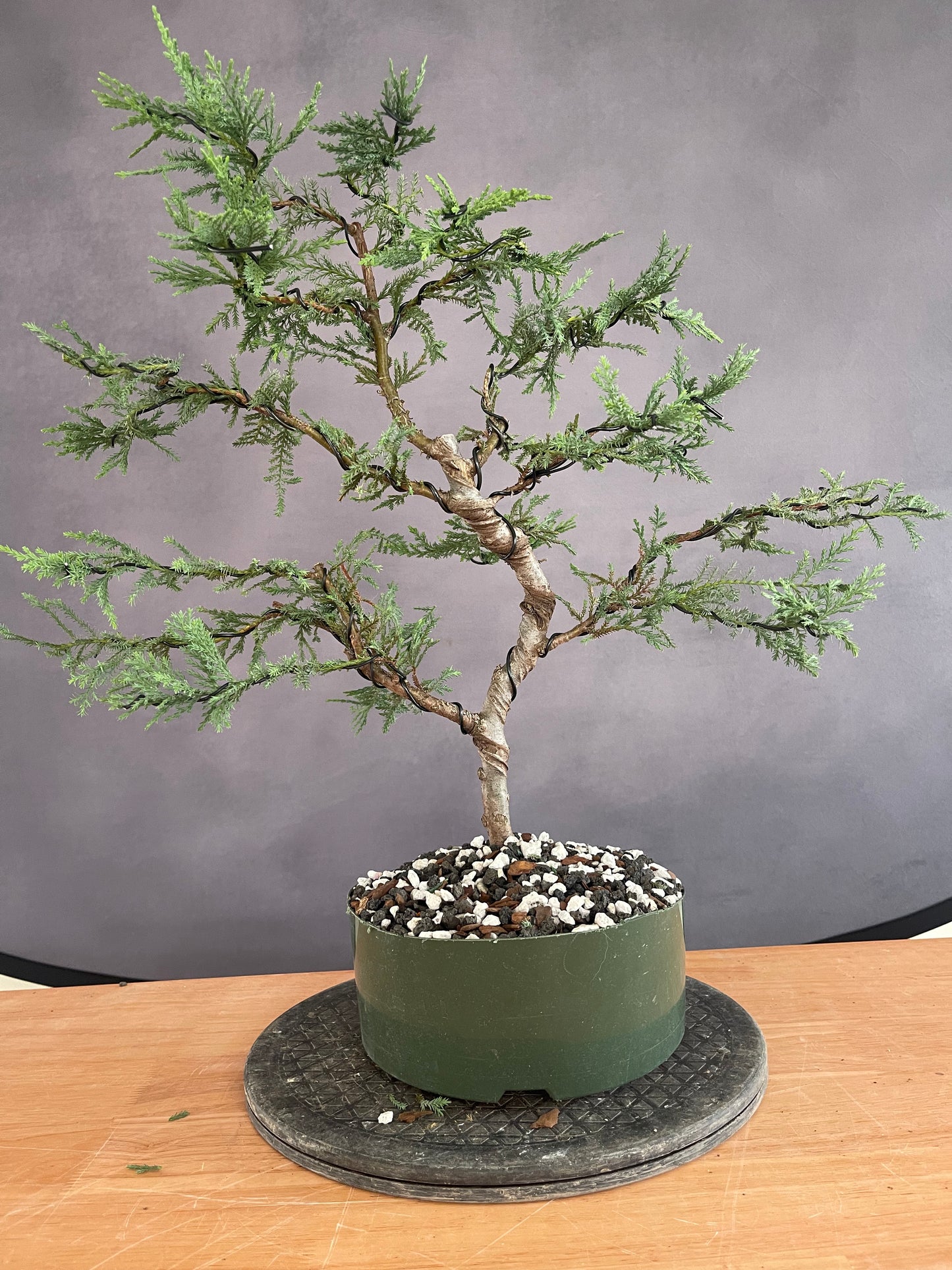 Leyland Cypress (Auction 63)