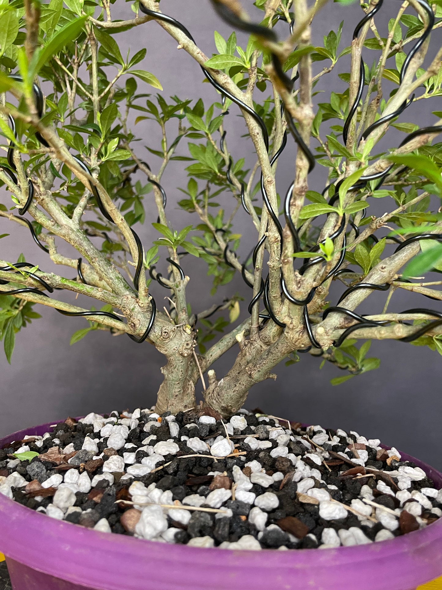 Dwarf Gardenia (Auction 61)