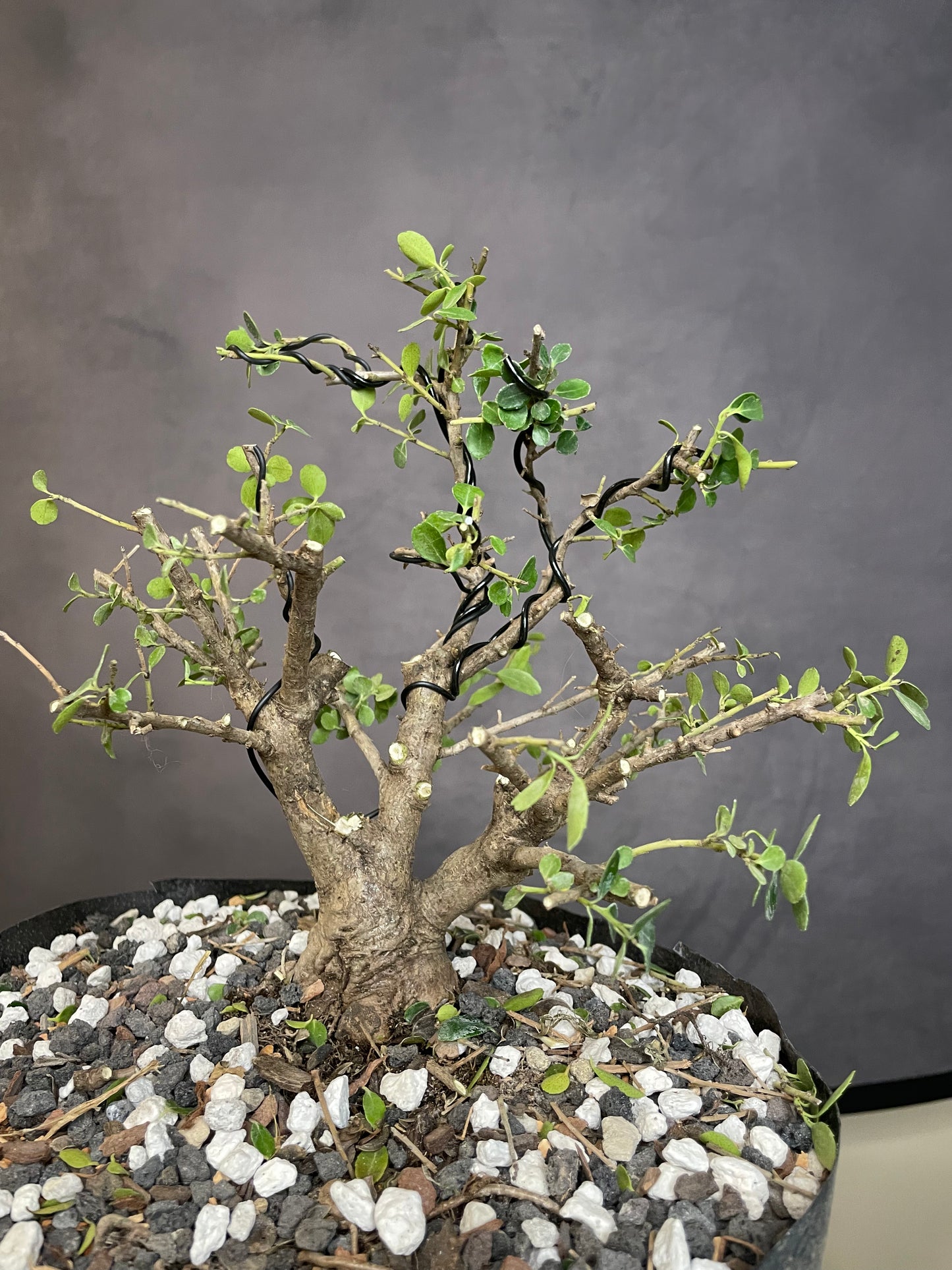 Ilex Shohin (Auction 53)