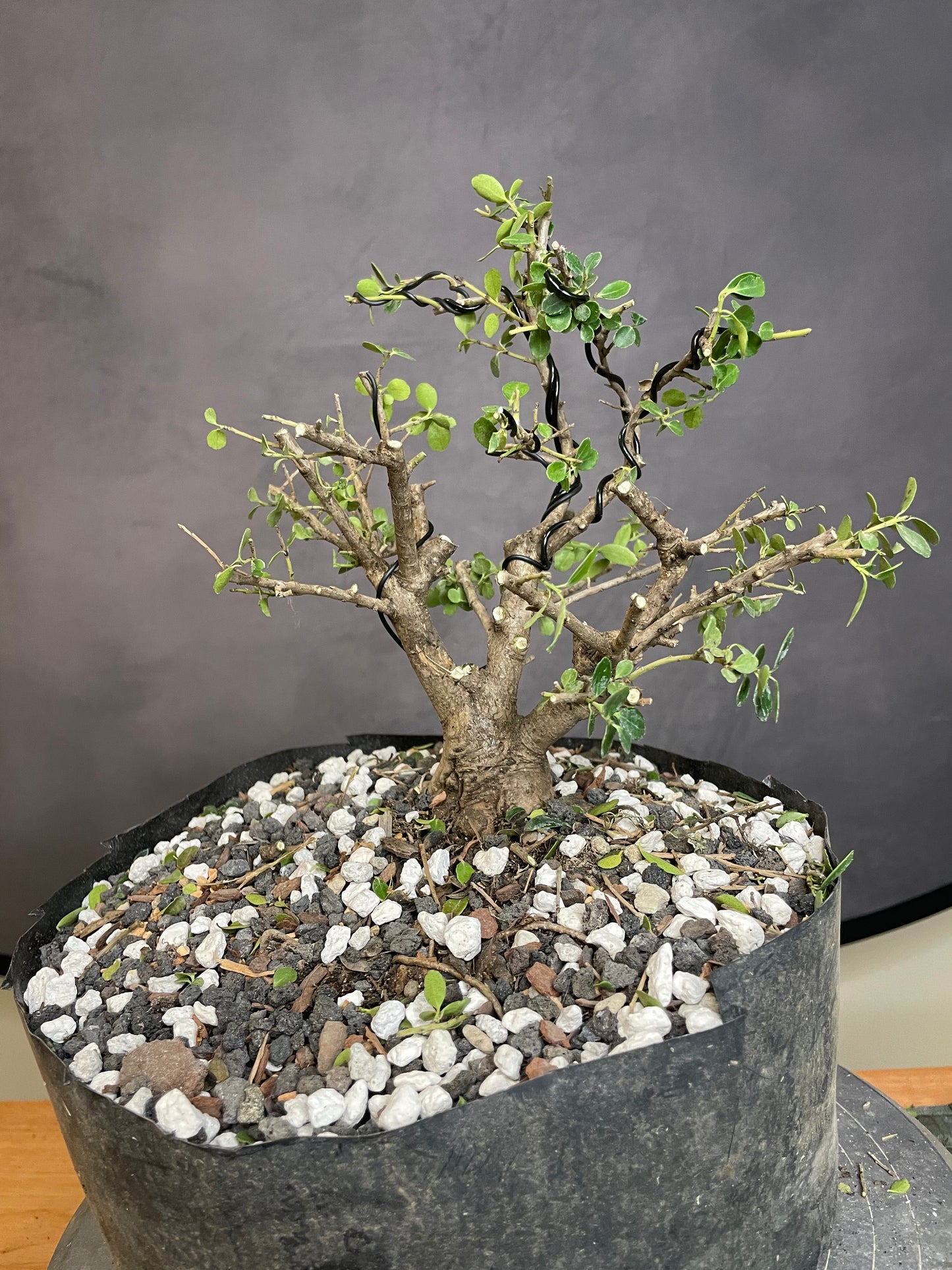 Ilex Shohin (Auction 53)